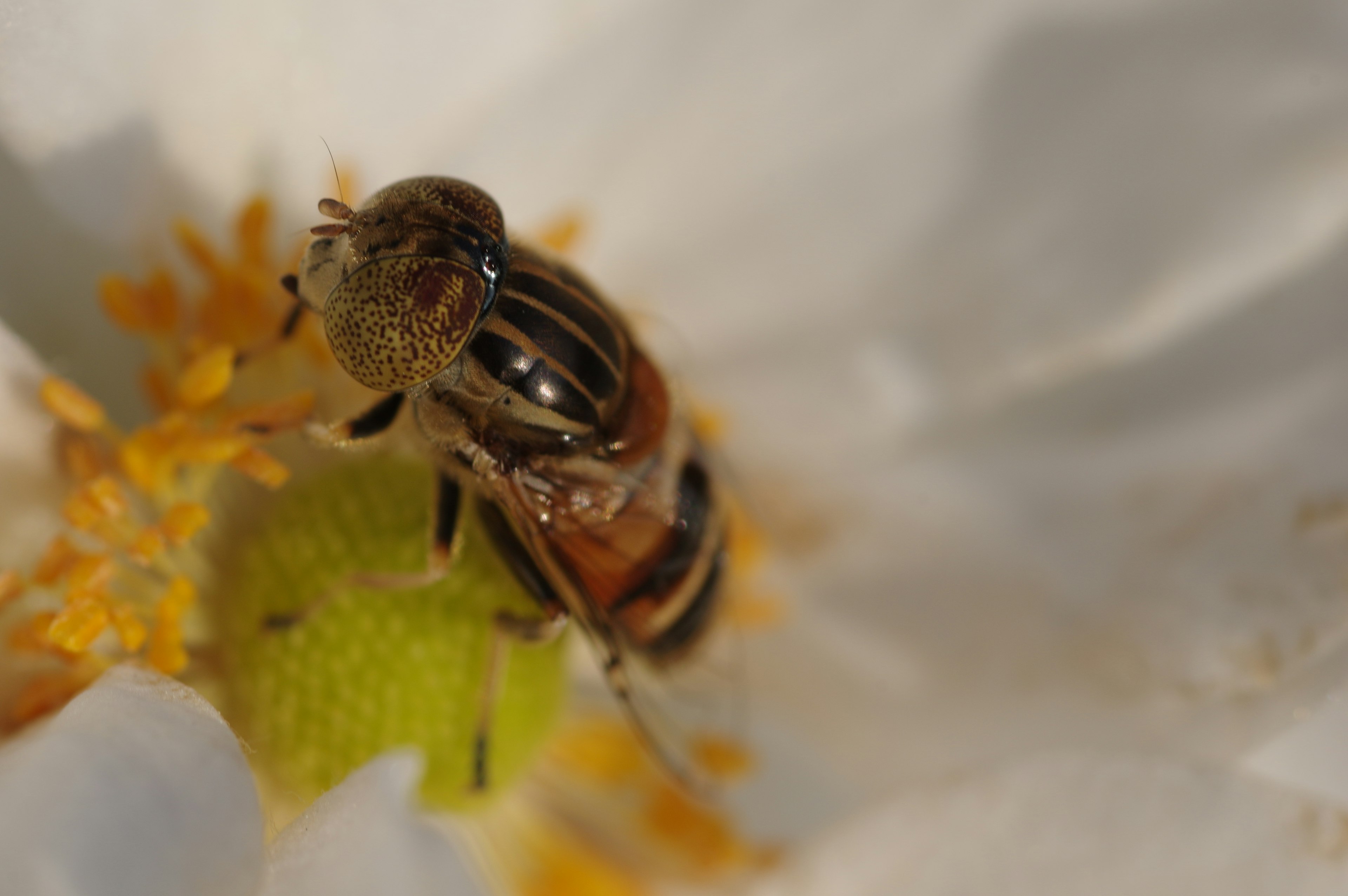 花の中で蜜を吸うミツバチのクローズアップ