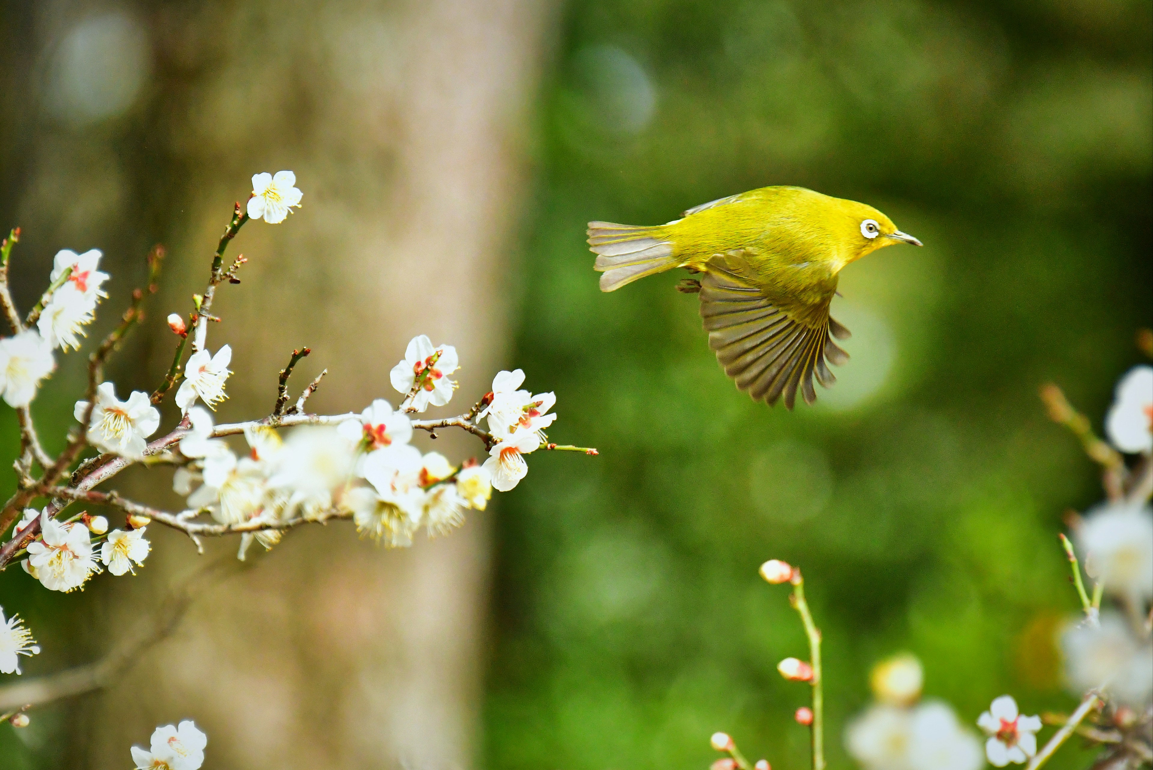 Un pájaro amarillo volando cerca de flores blancas