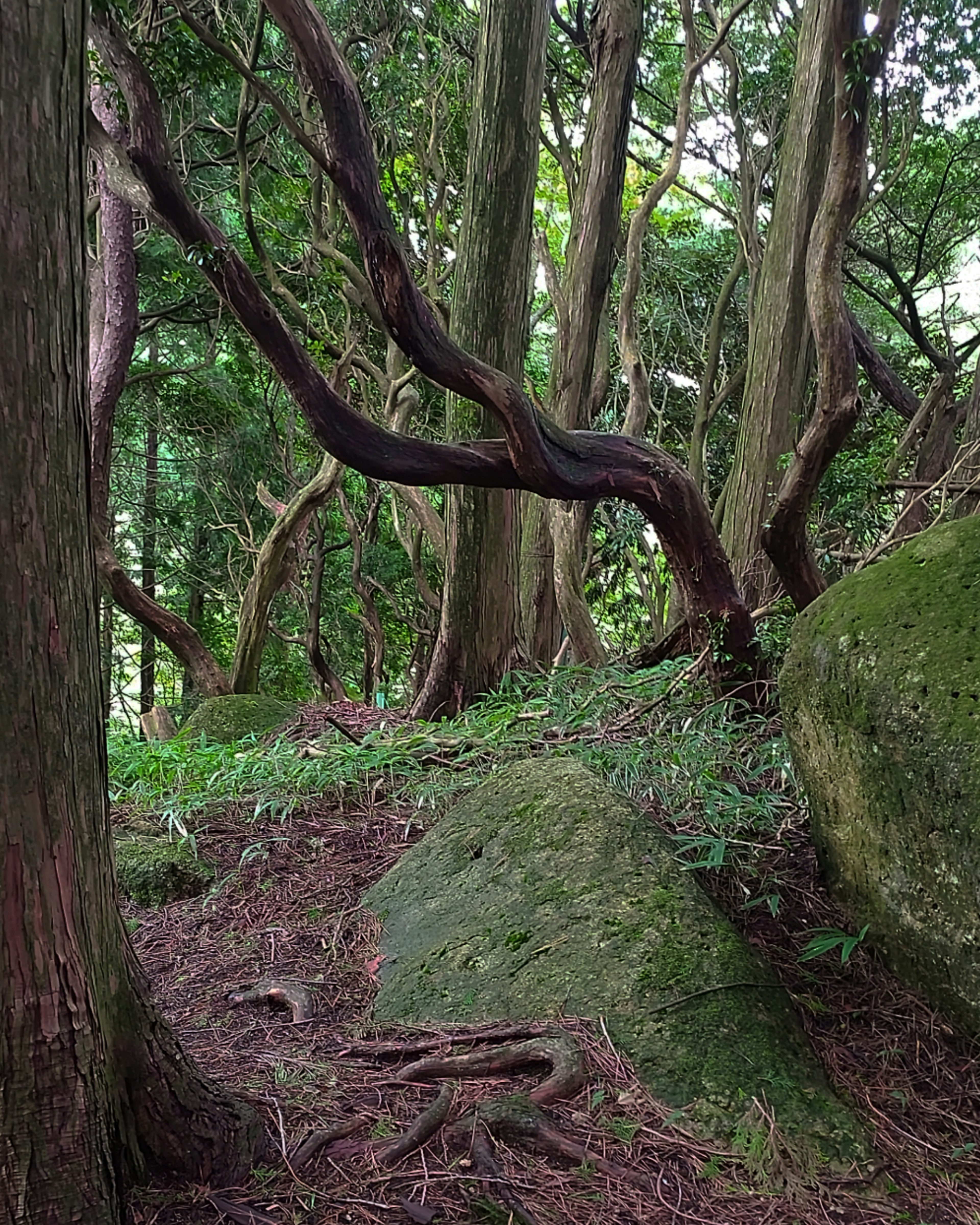 Lush green forest featuring large rocks and twisted tree trunks