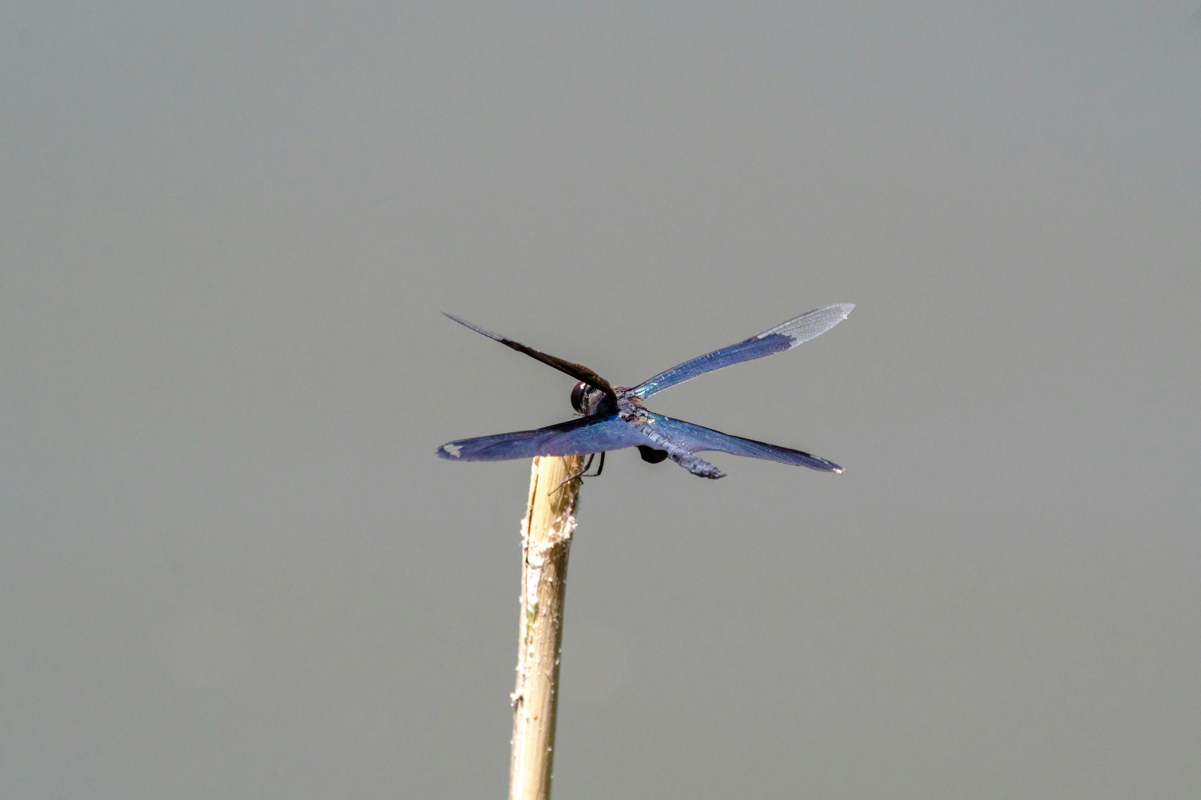 Blaue Libelle auf einem Stock sitzend