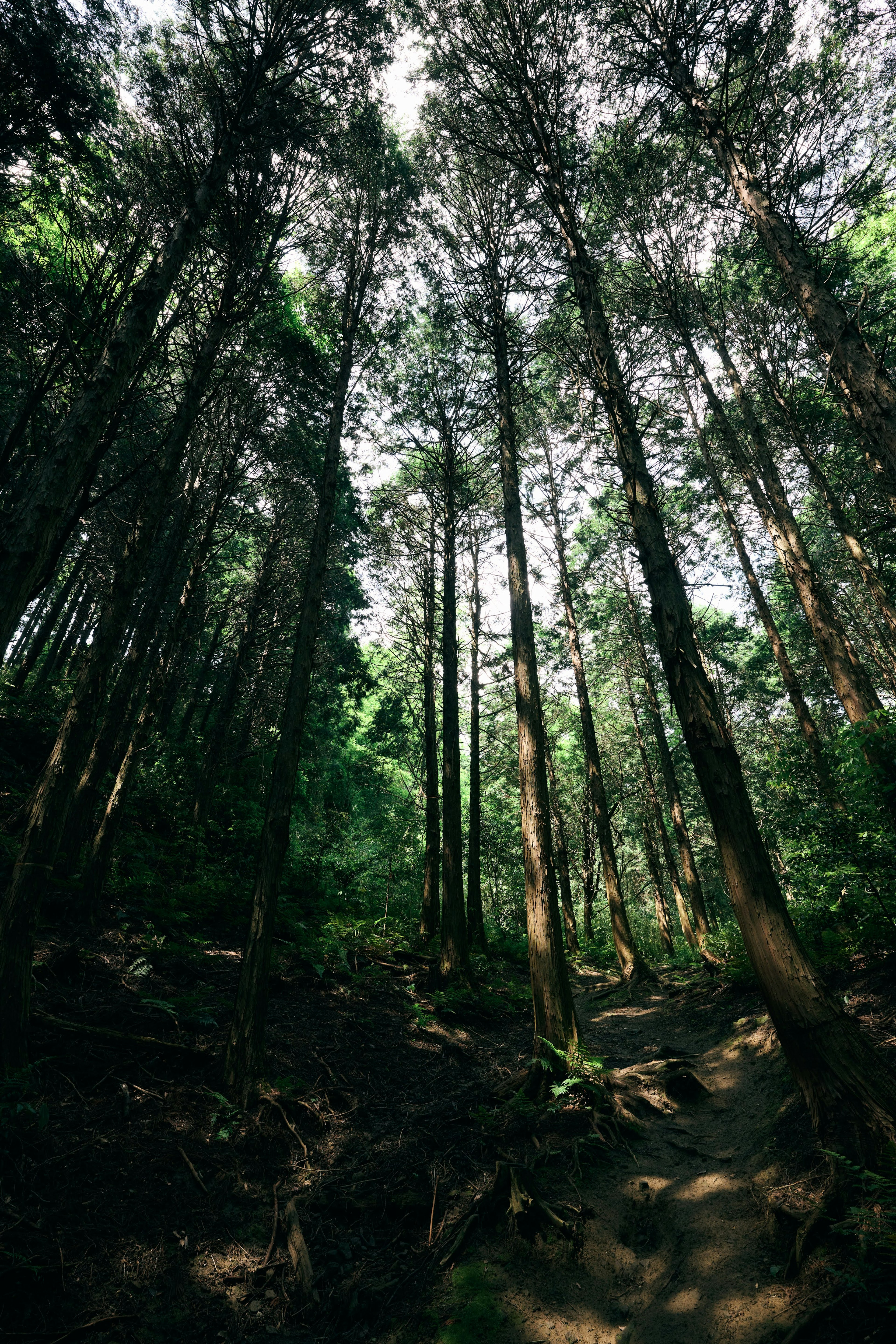 Melihat ke atas di hutan Pohon tinggi dan dedaunan hijau