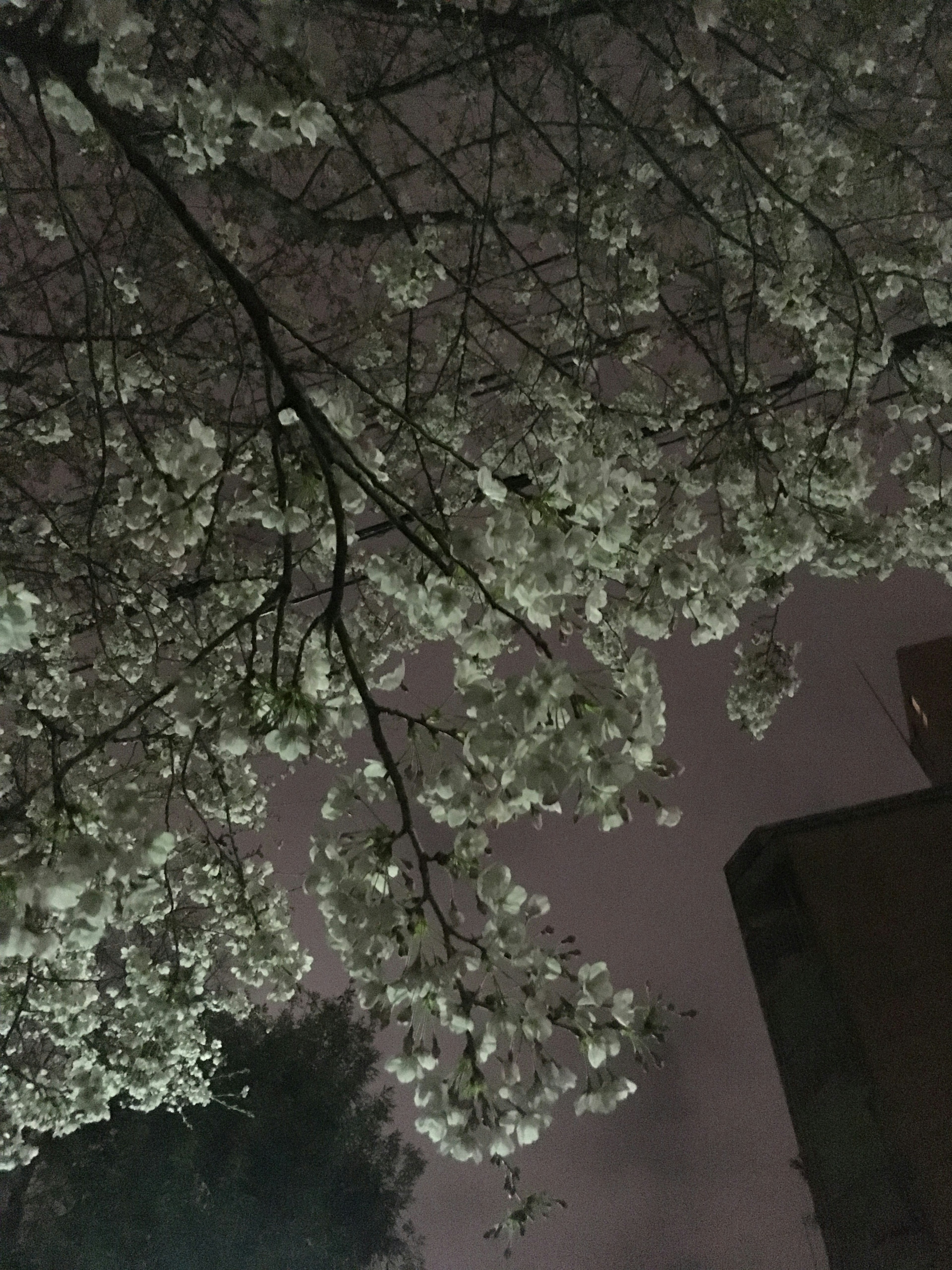 夜空に咲く桜の花と建物のシルエット