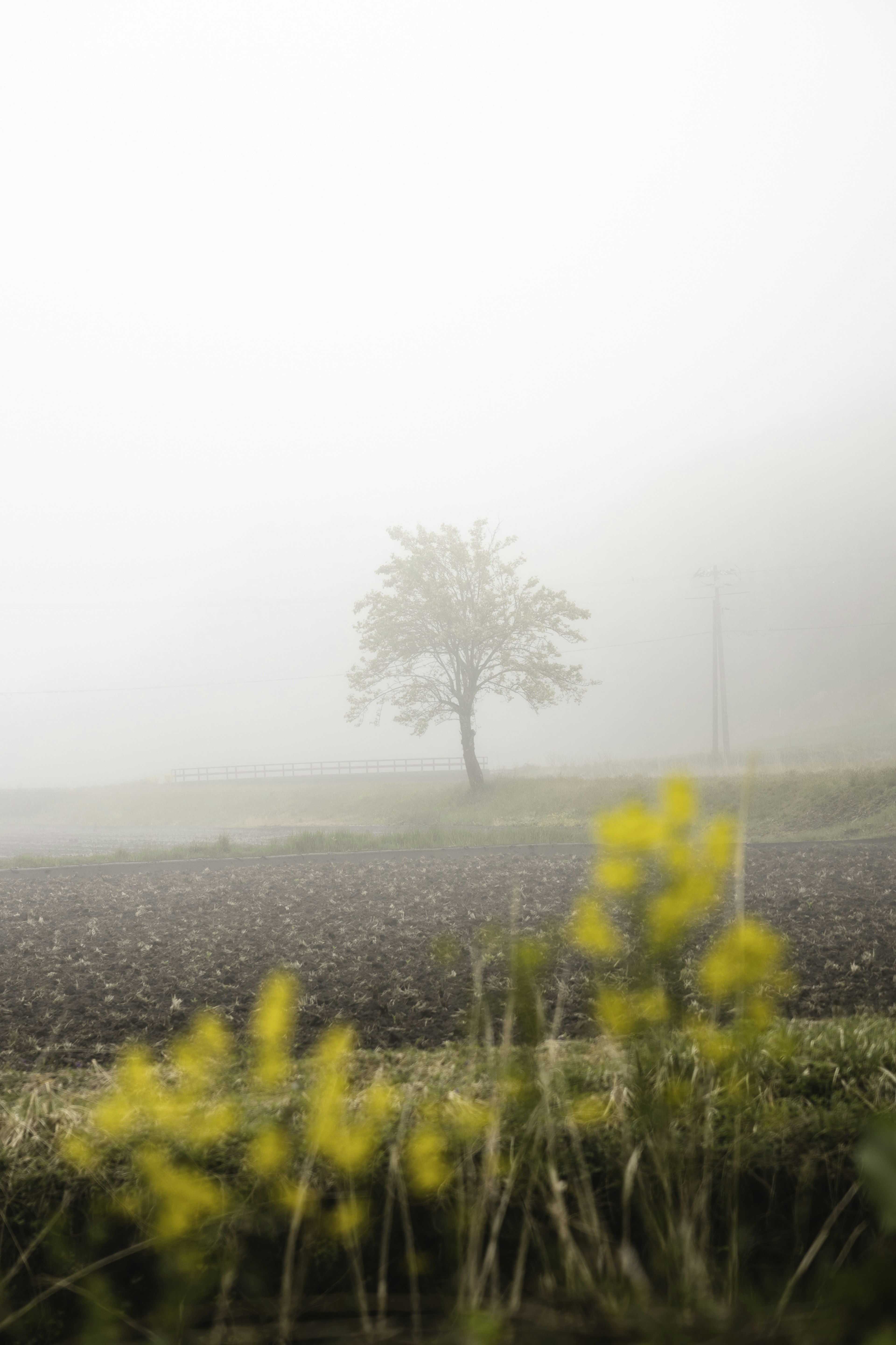 Un arbre solitaire dans le brouillard avec des fleurs jaunes au premier plan