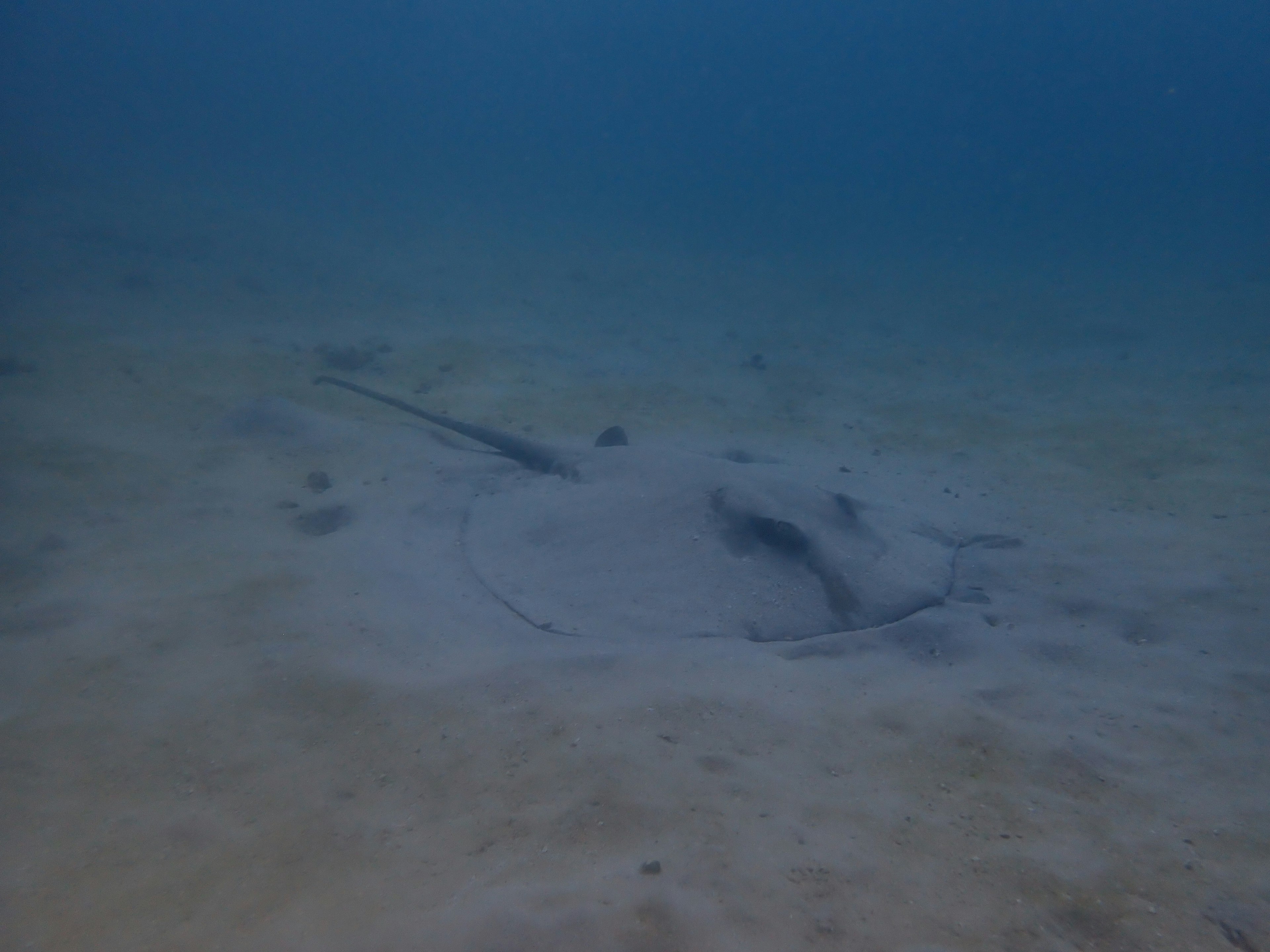 Ein Rochen, der teilweise im Sand unter Wasser vergraben ist