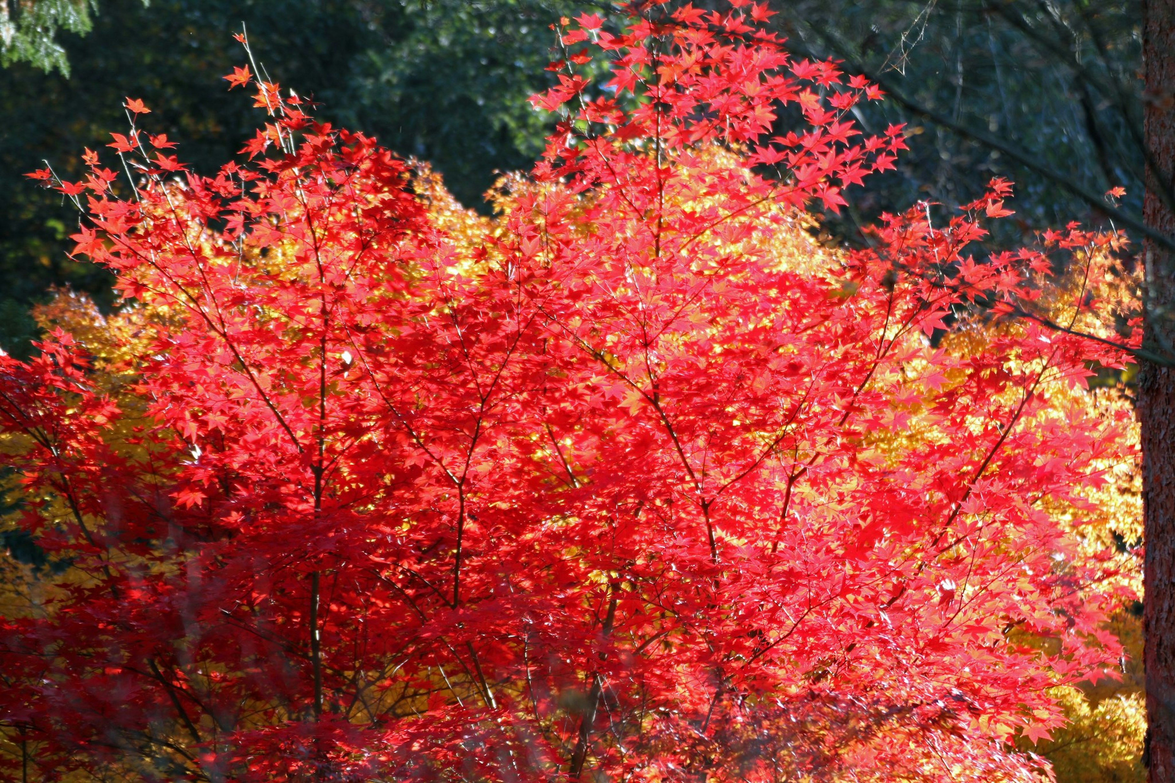 Follaje rojo vibrante de árboles en un paisaje otoñal