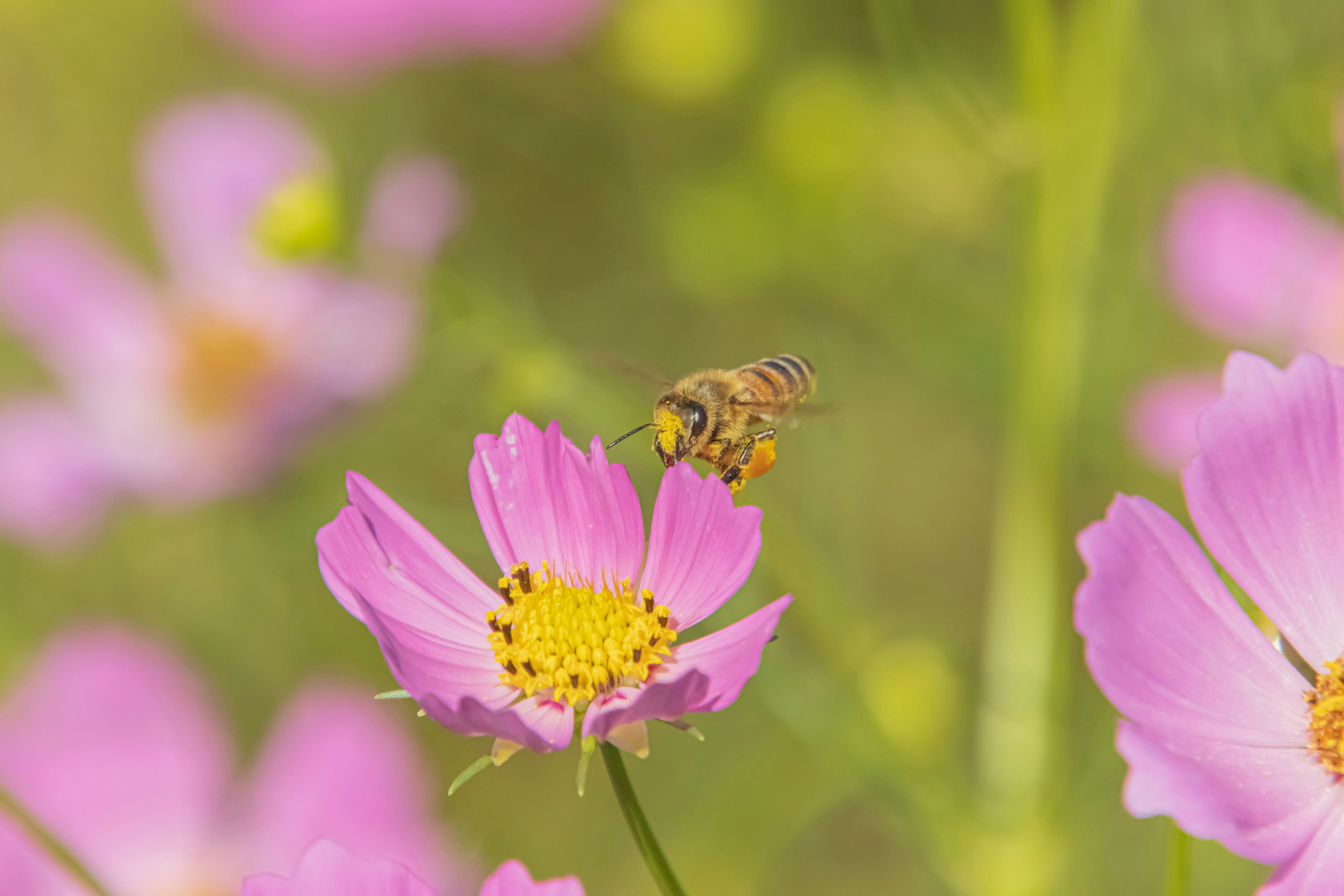 Biene über einer rosa Blume mit verschwommenen Blumen im Hintergrund