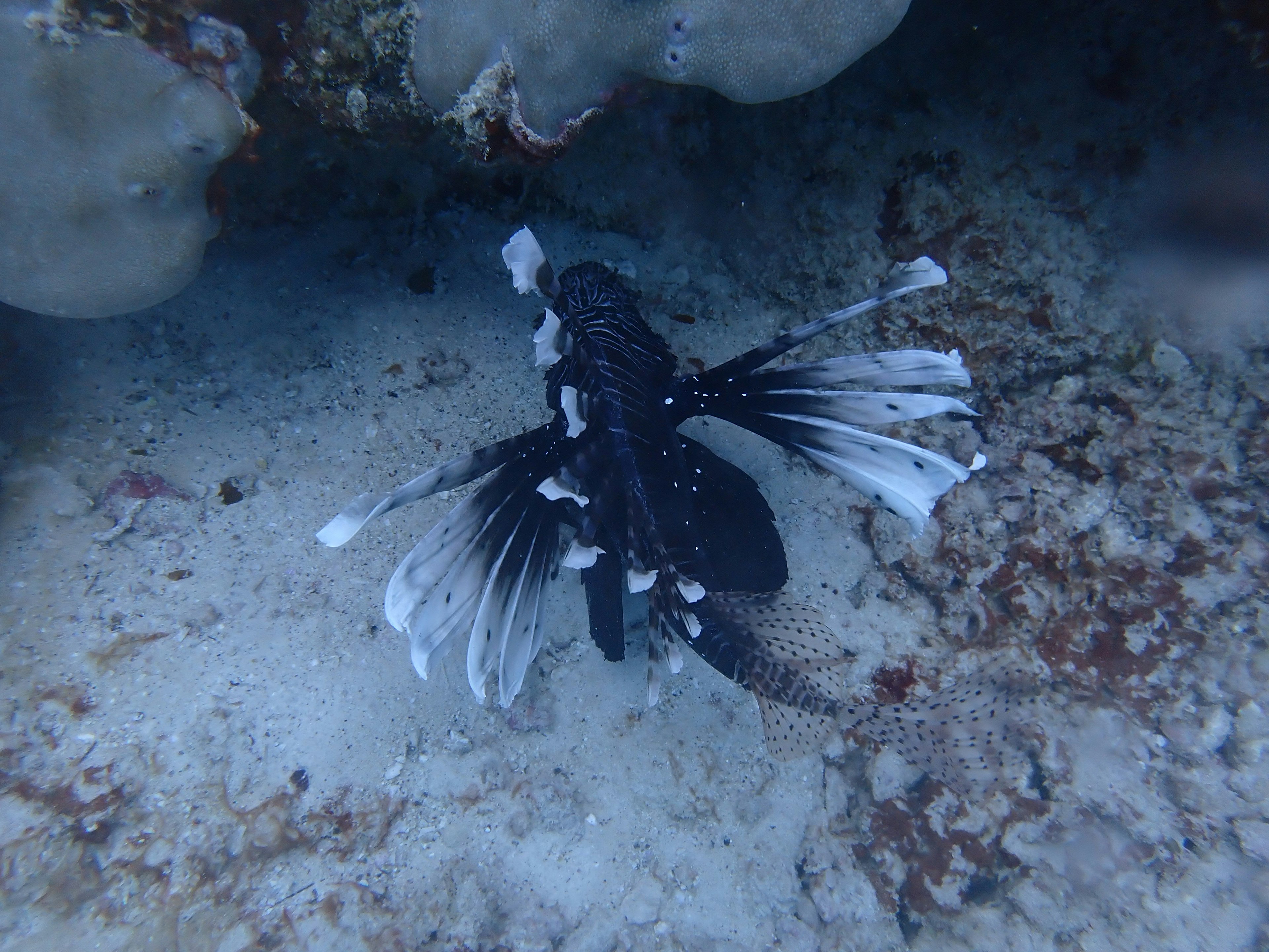 Ikan hitam dengan sirip putih mengembang di bawah air