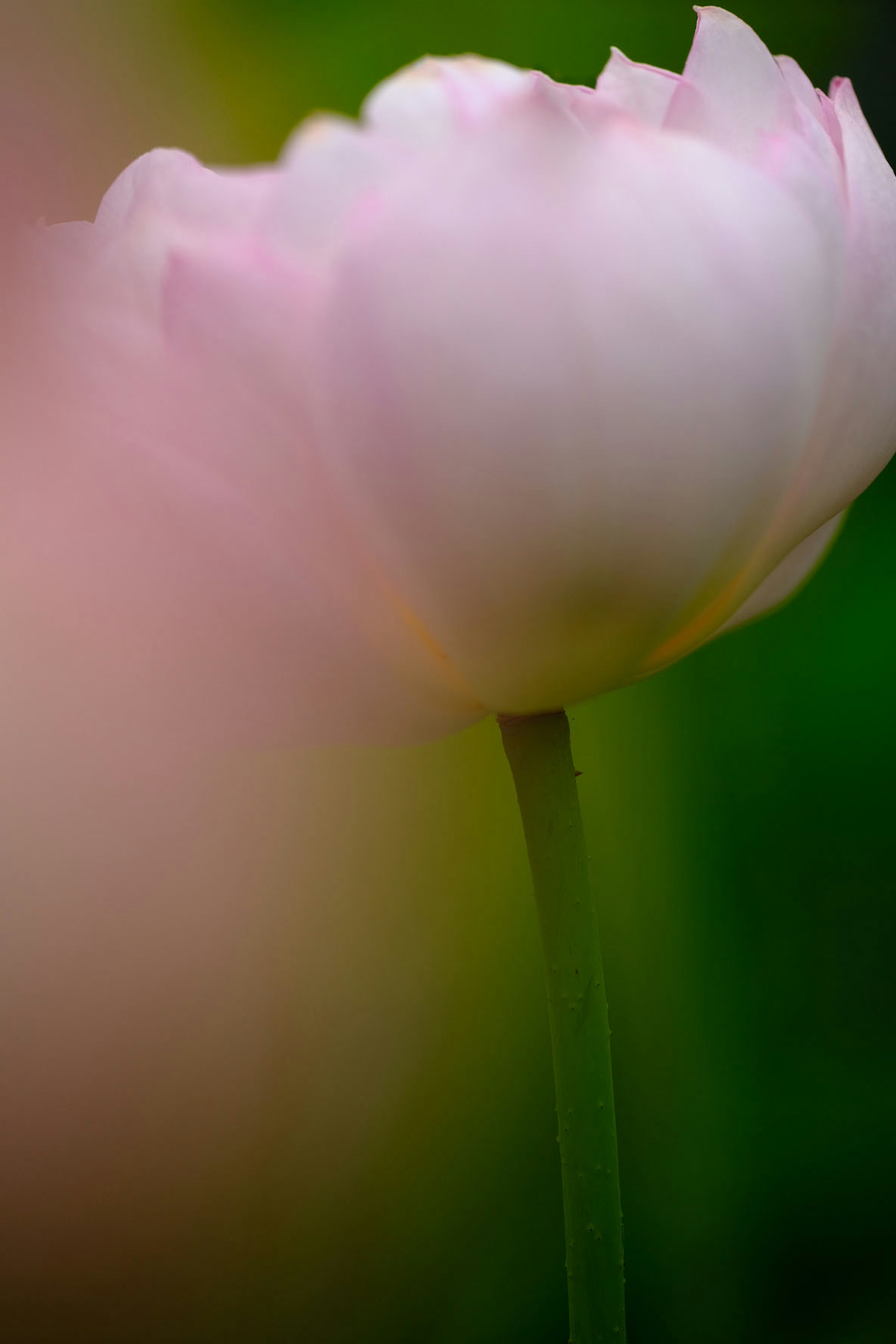 Kedekatan bunga tulip merah muda pudar dengan latar belakang hijau