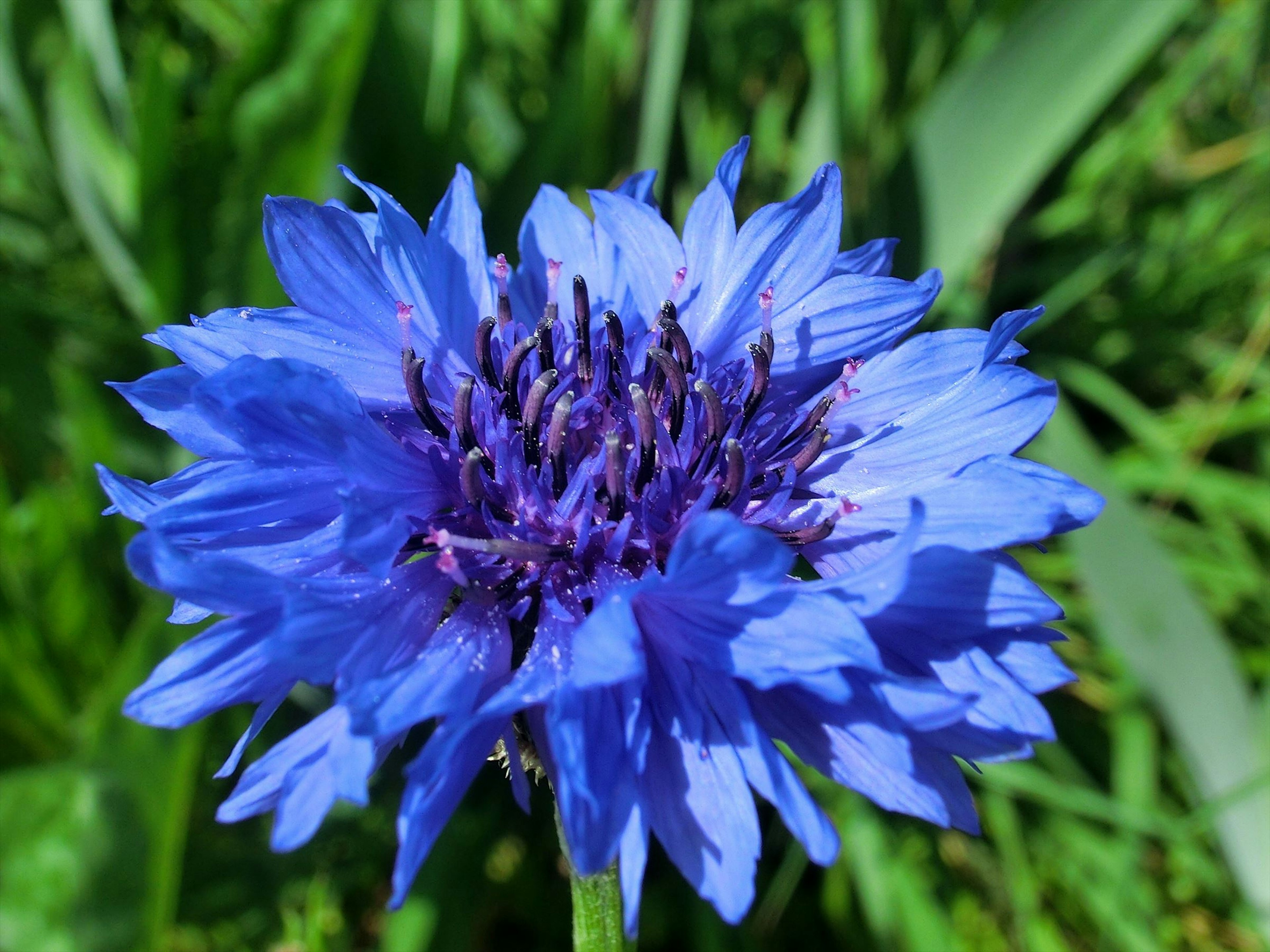 Close-up bunga biru cerah dengan latar belakang daun hijau