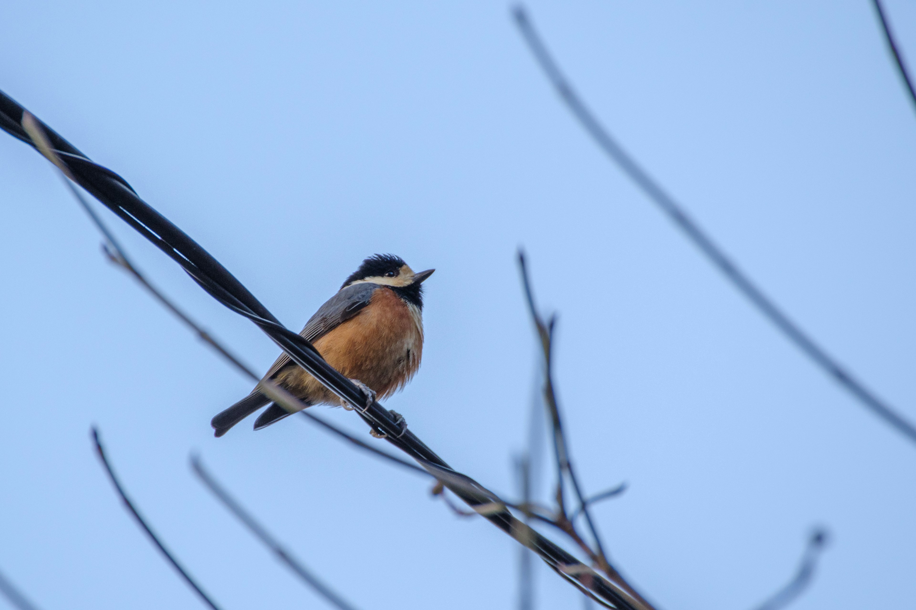 A small orange bird perched on a thin branch under a blue sky