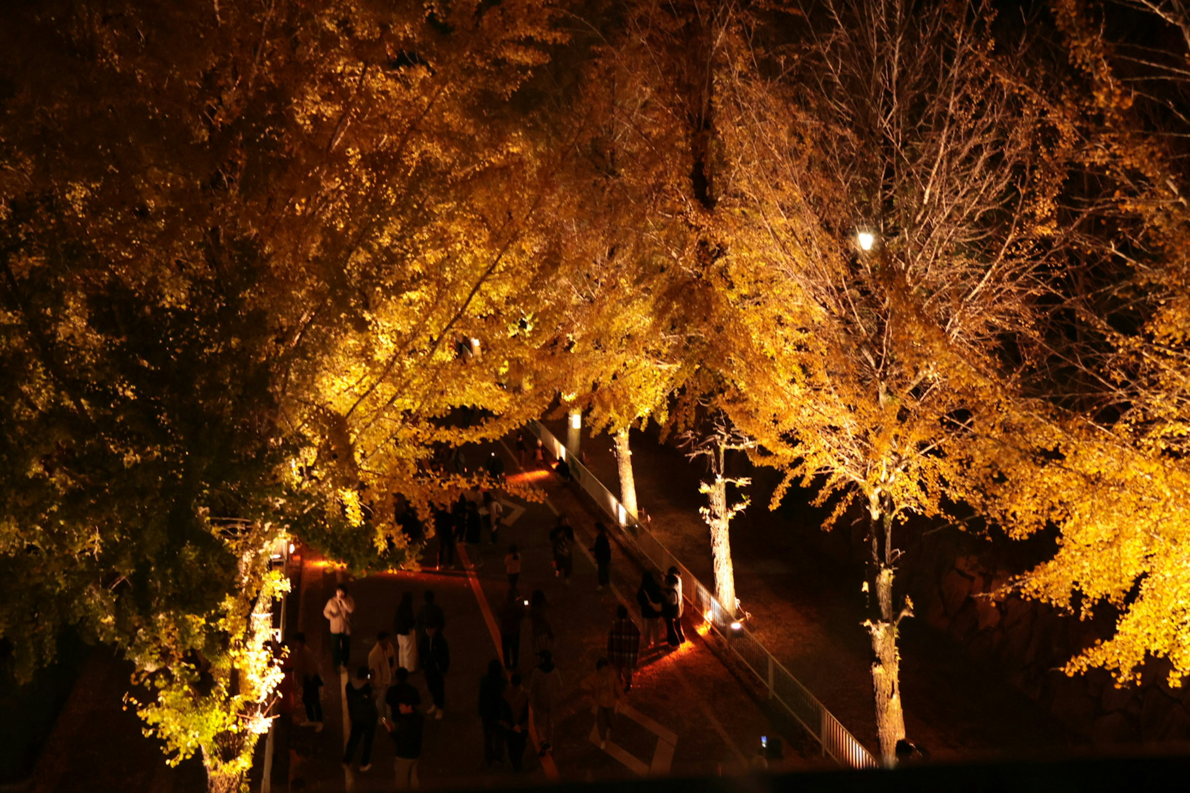 Siluetas de personas caminando entre árboles de otoño iluminados por la noche