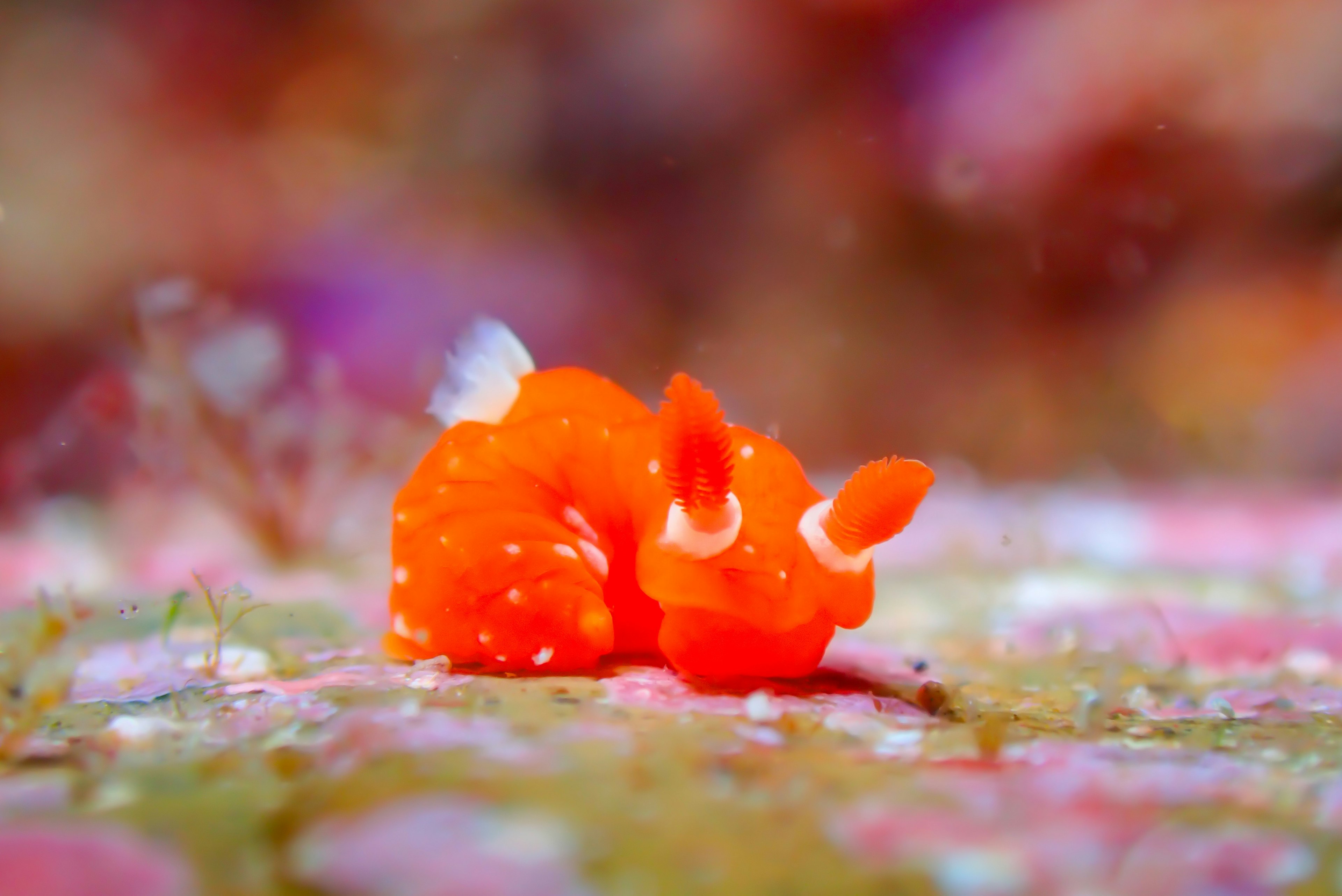 A vibrant orange sea creature resting on pink algae in a blurred underwater background