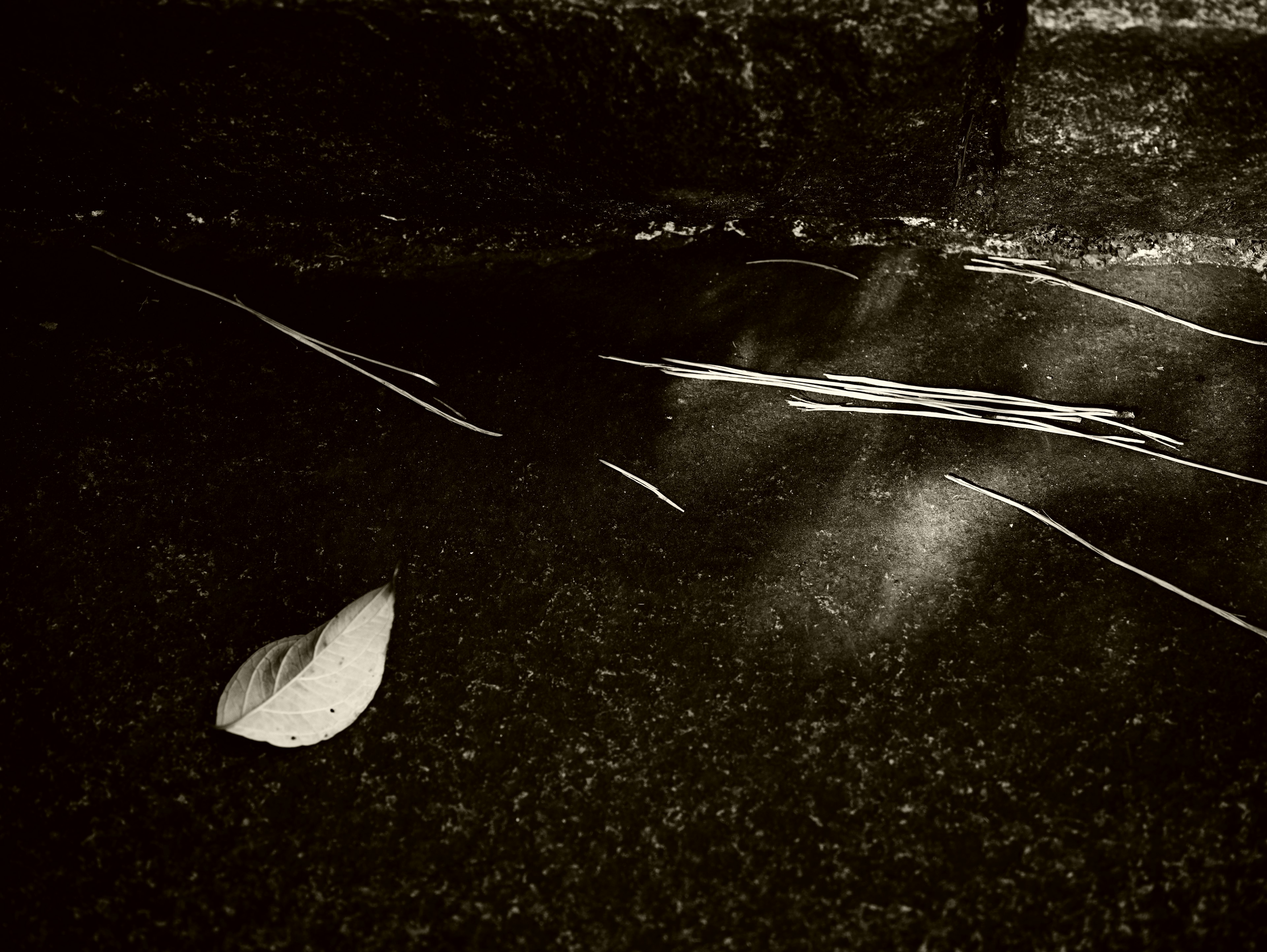 Monochrome image of a leaf and thin twigs on wet ground