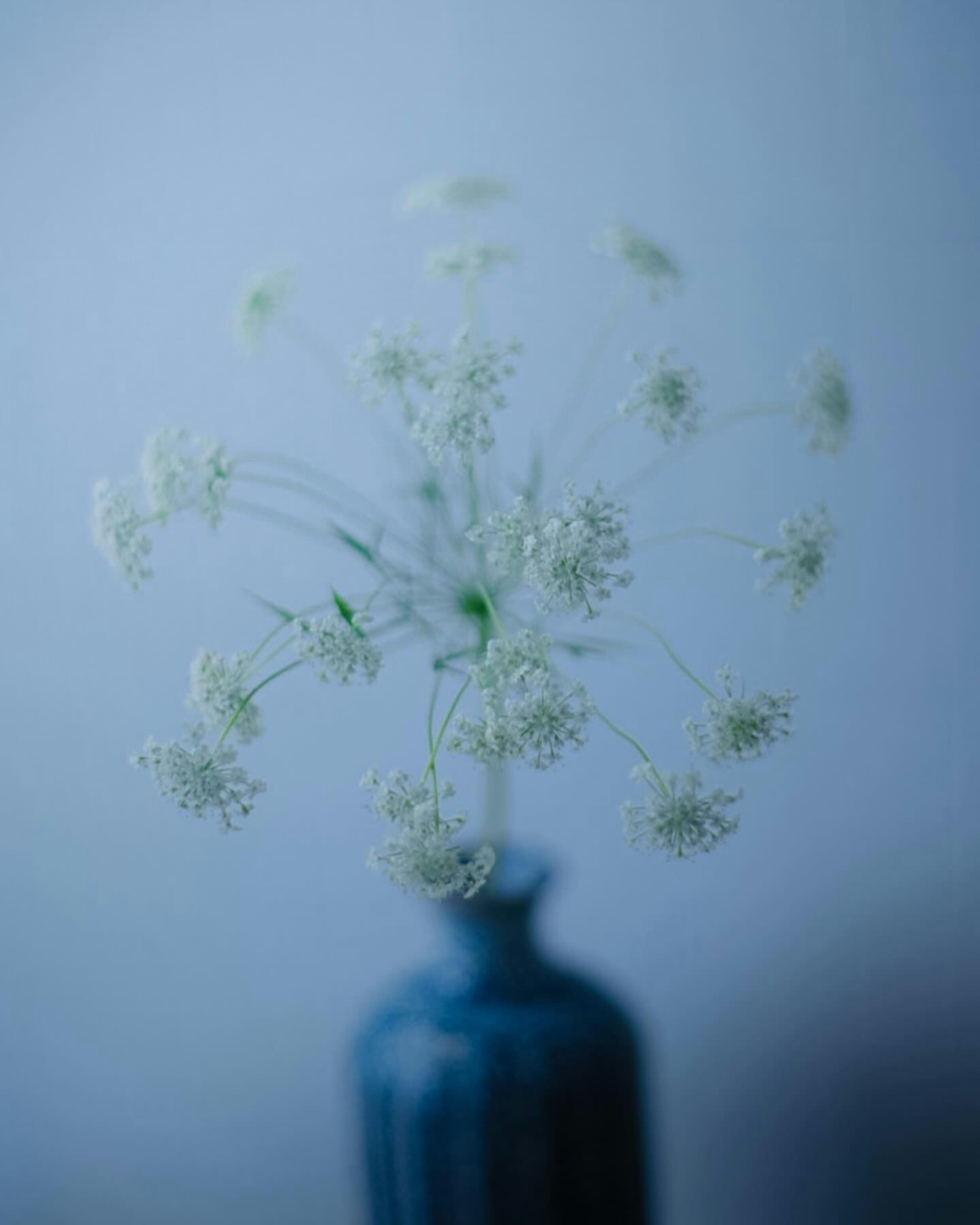 Ein Strauß weißer Blumen in einer blauen Vase vor einem blauen Hintergrund