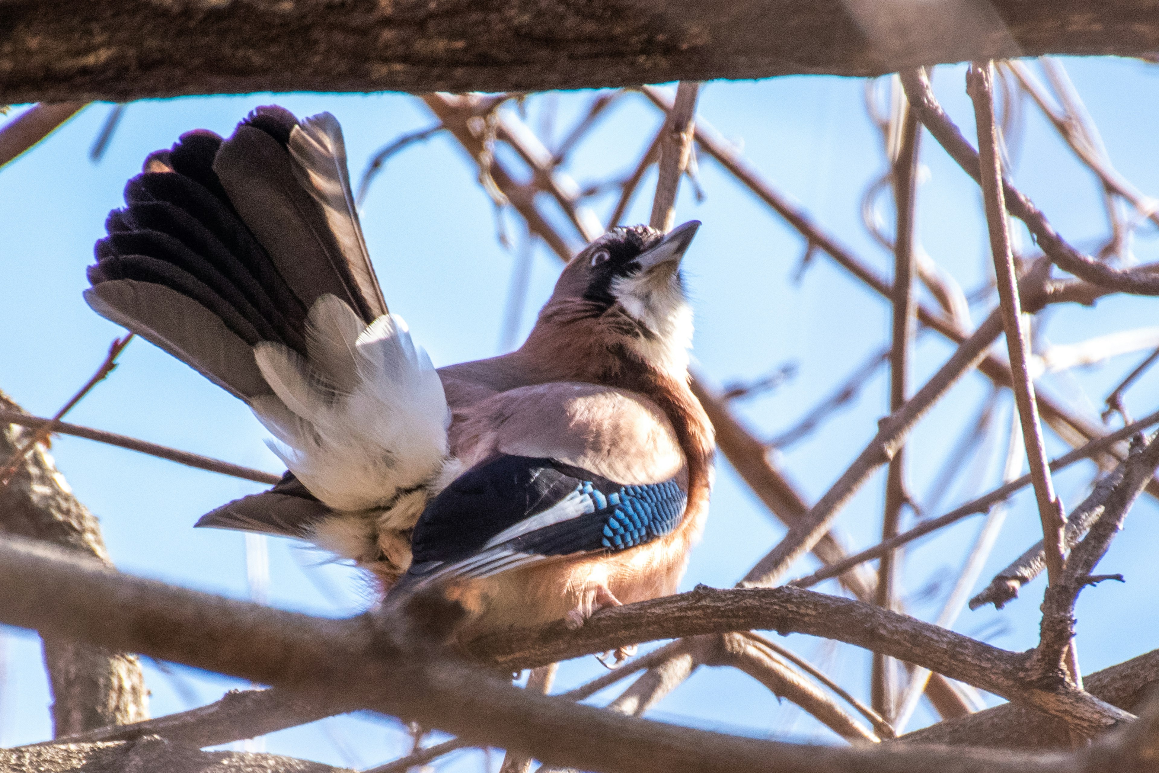 Ein Vogel mit blauen Flügeln und weißem Bauch sitzt auf einem Baumzweig