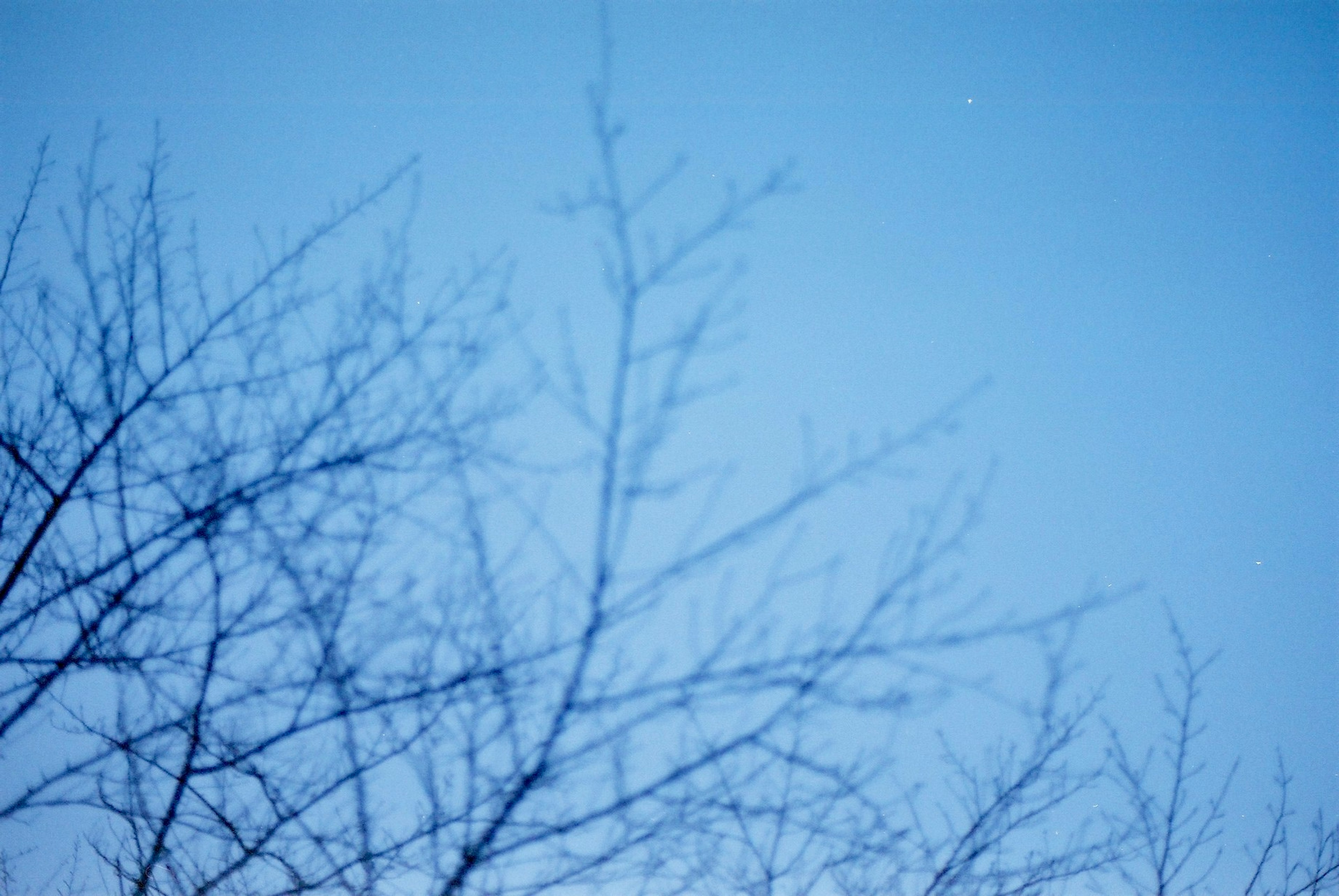 Winter tree branches silhouetted against a blue sky