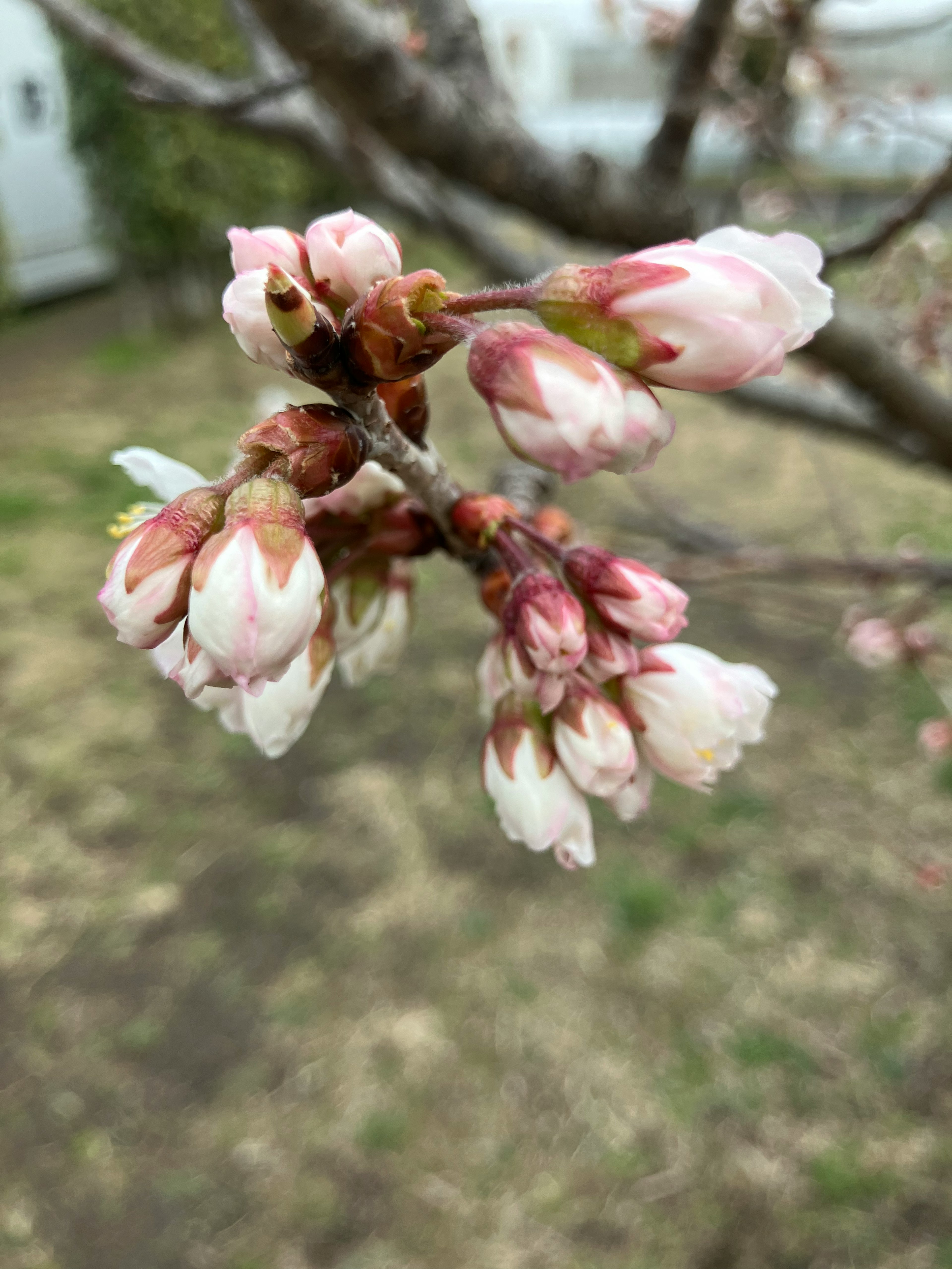 桜のつぼみが咲きかけている様子