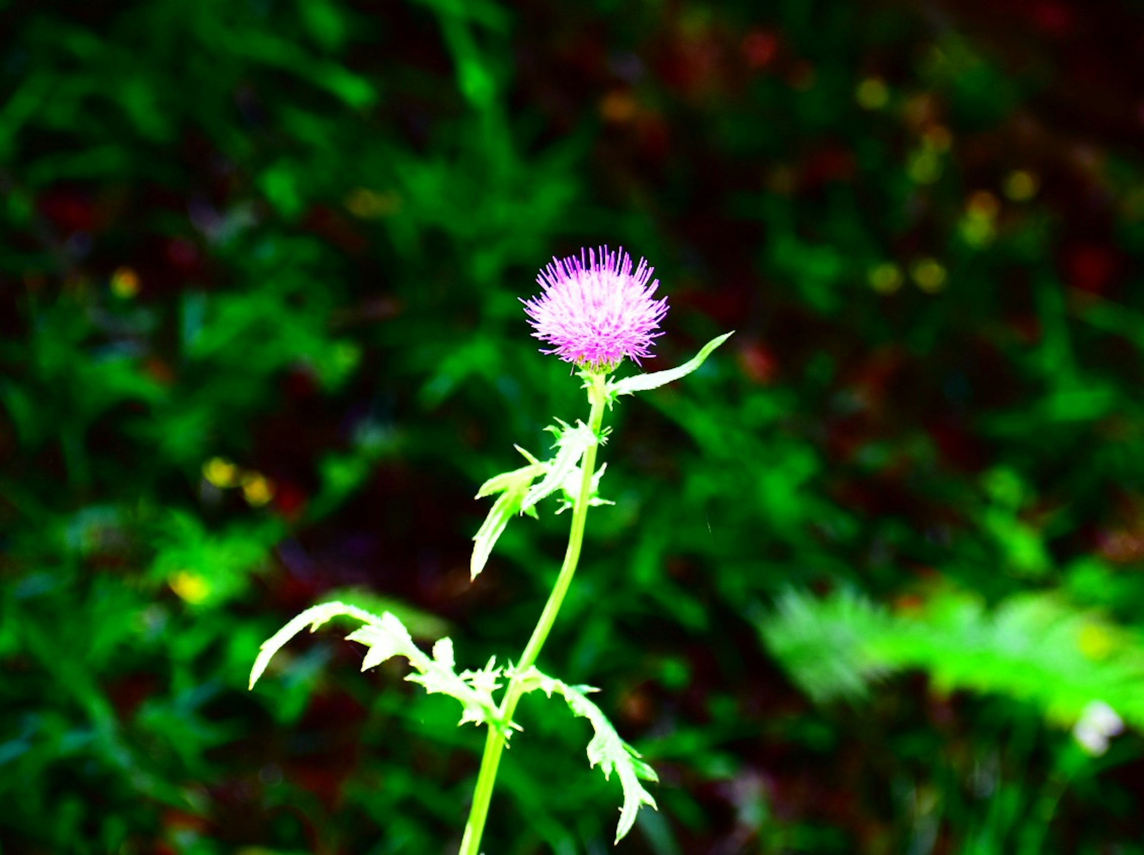 A purple flower standing against a green background