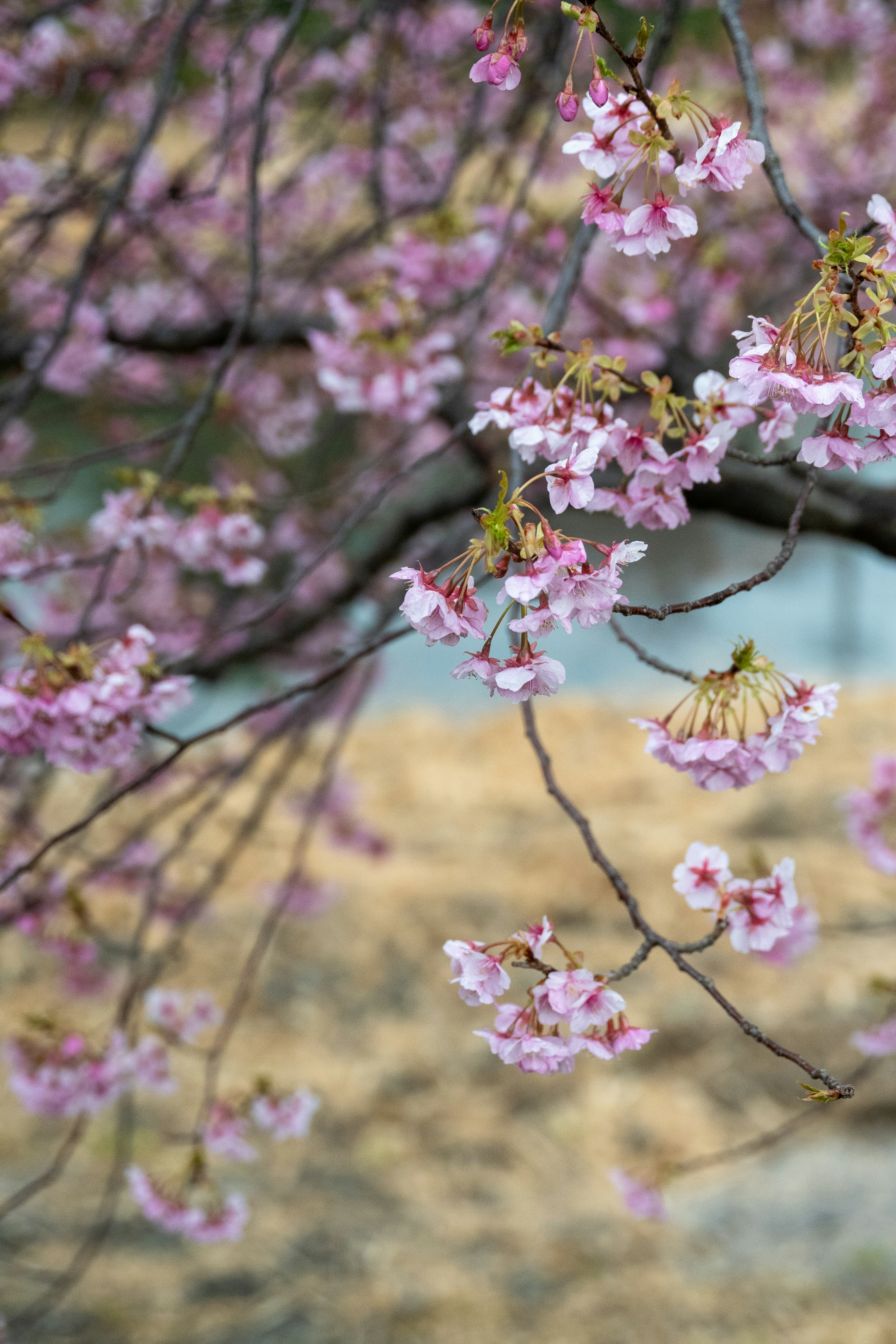 樱花盛开的树枝特写