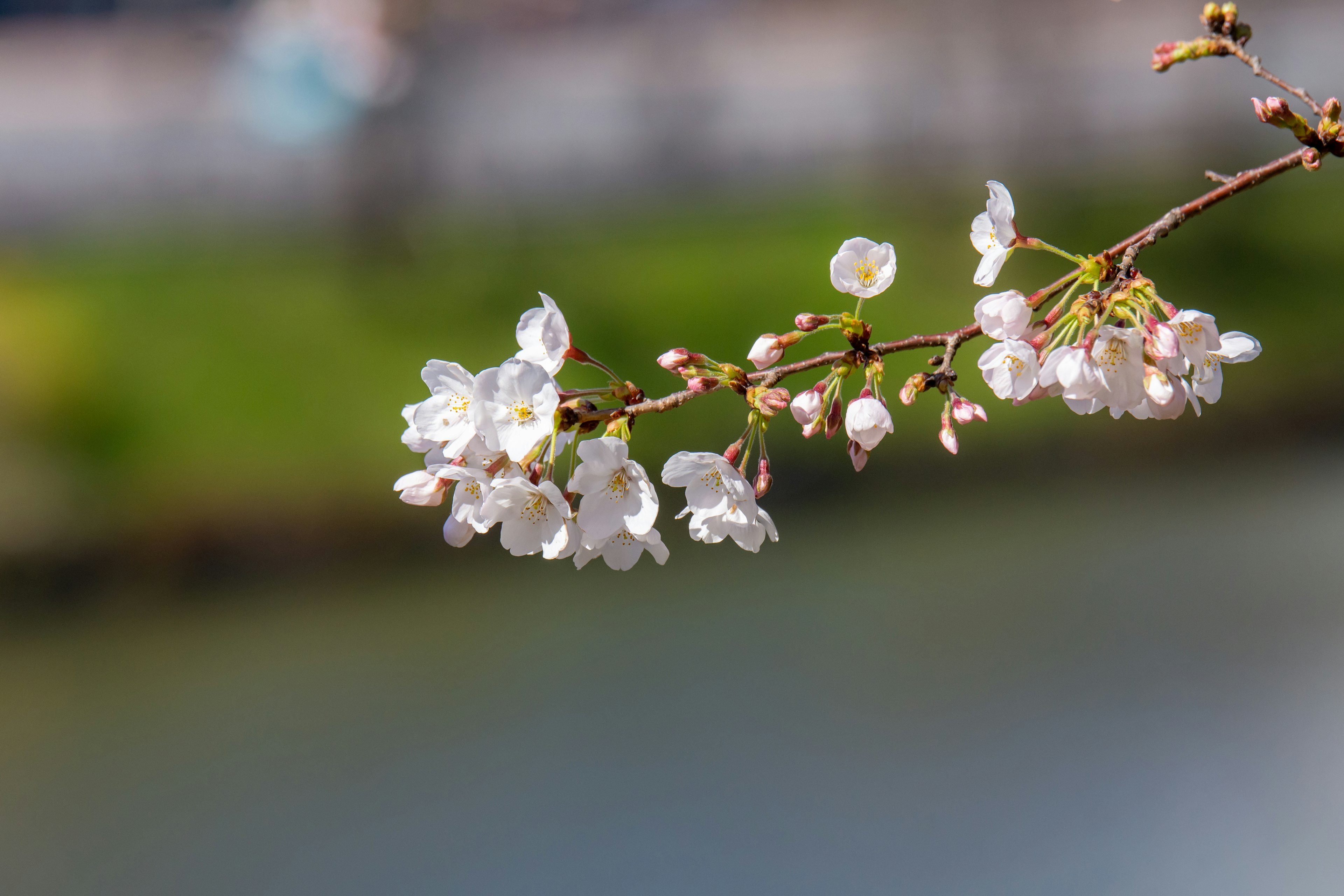 Close-up of cherry blossom branch with white flowers blurred water surface in background