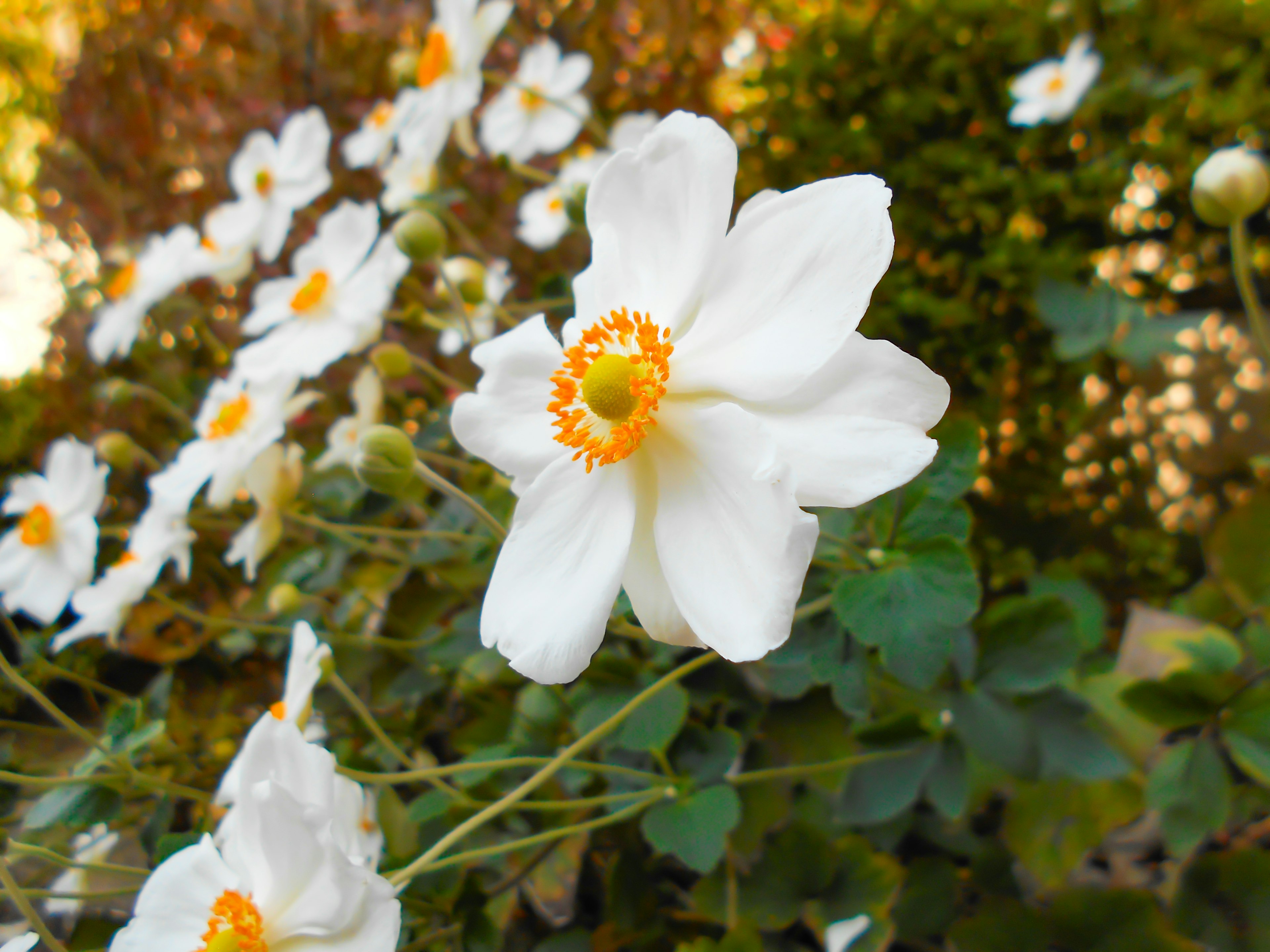 A close-up of a white flower with orange center surrounded by green foliage