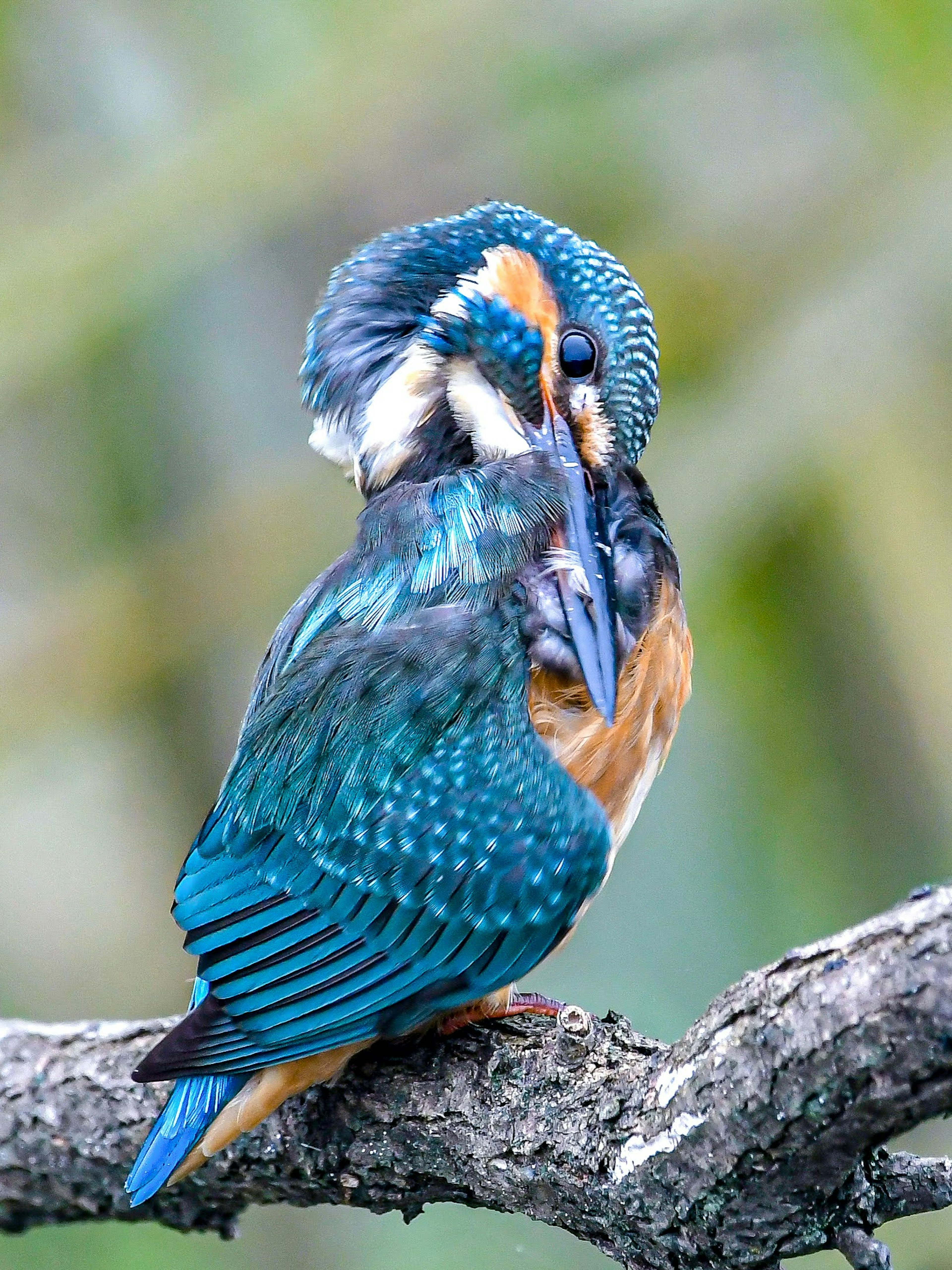 Ein Eisvogel mit lebhaften blauen und orangefarbenen Federn, der auf einem Ast sitzt