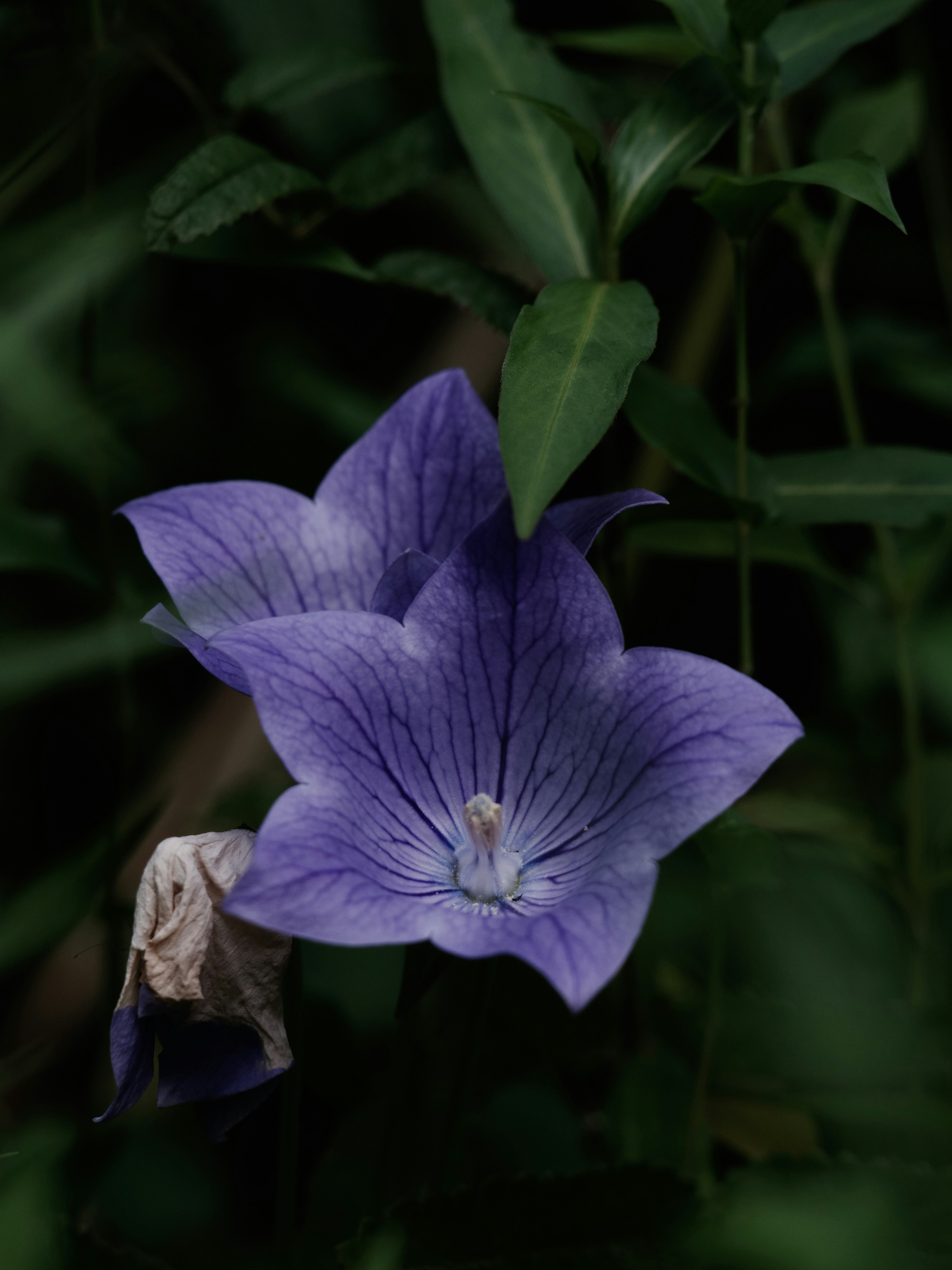 Flor morada con hojas verdes en un fondo oscuro