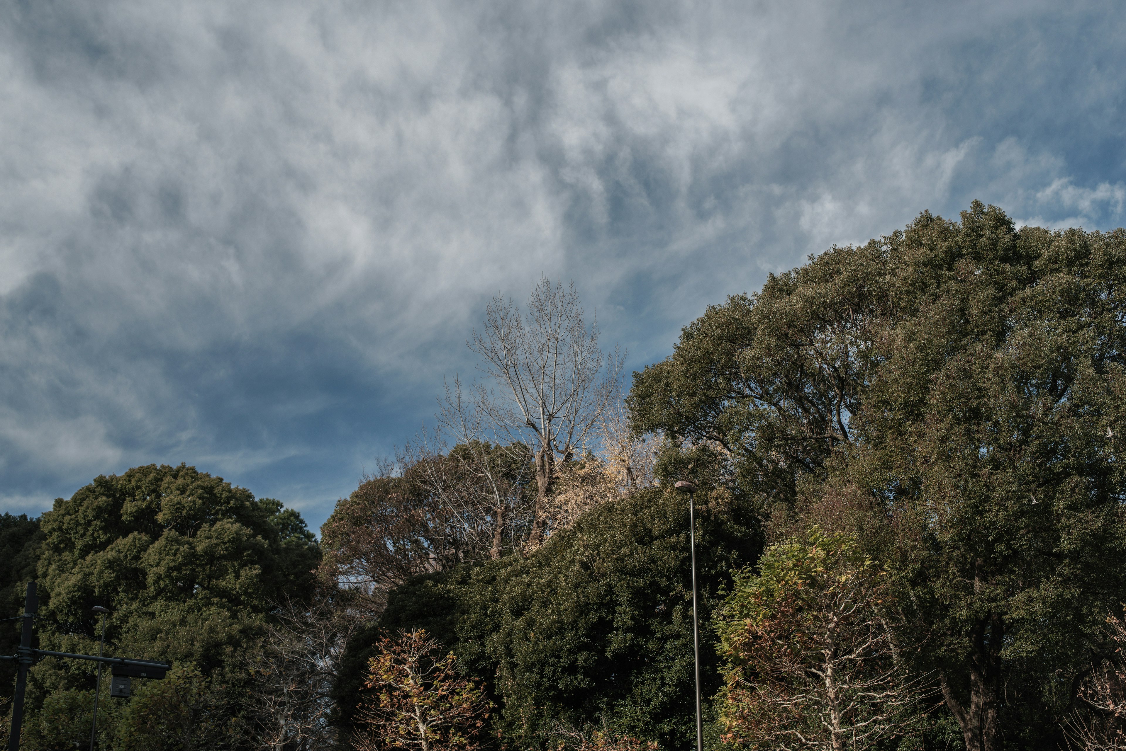 青空と雲に囲まれた緑豊かな木々の風景