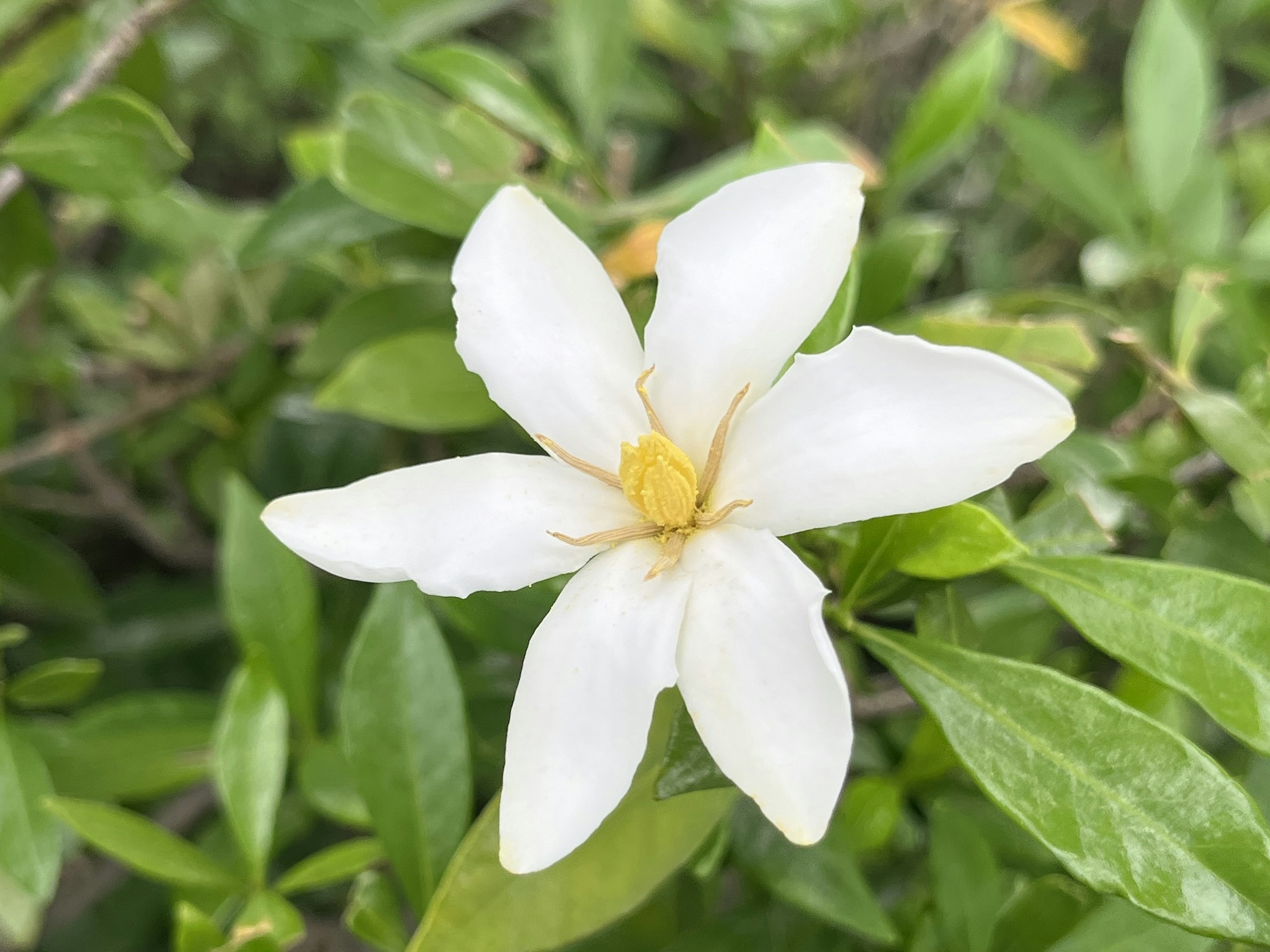 A white flower with pointed petals surrounded by green leaves