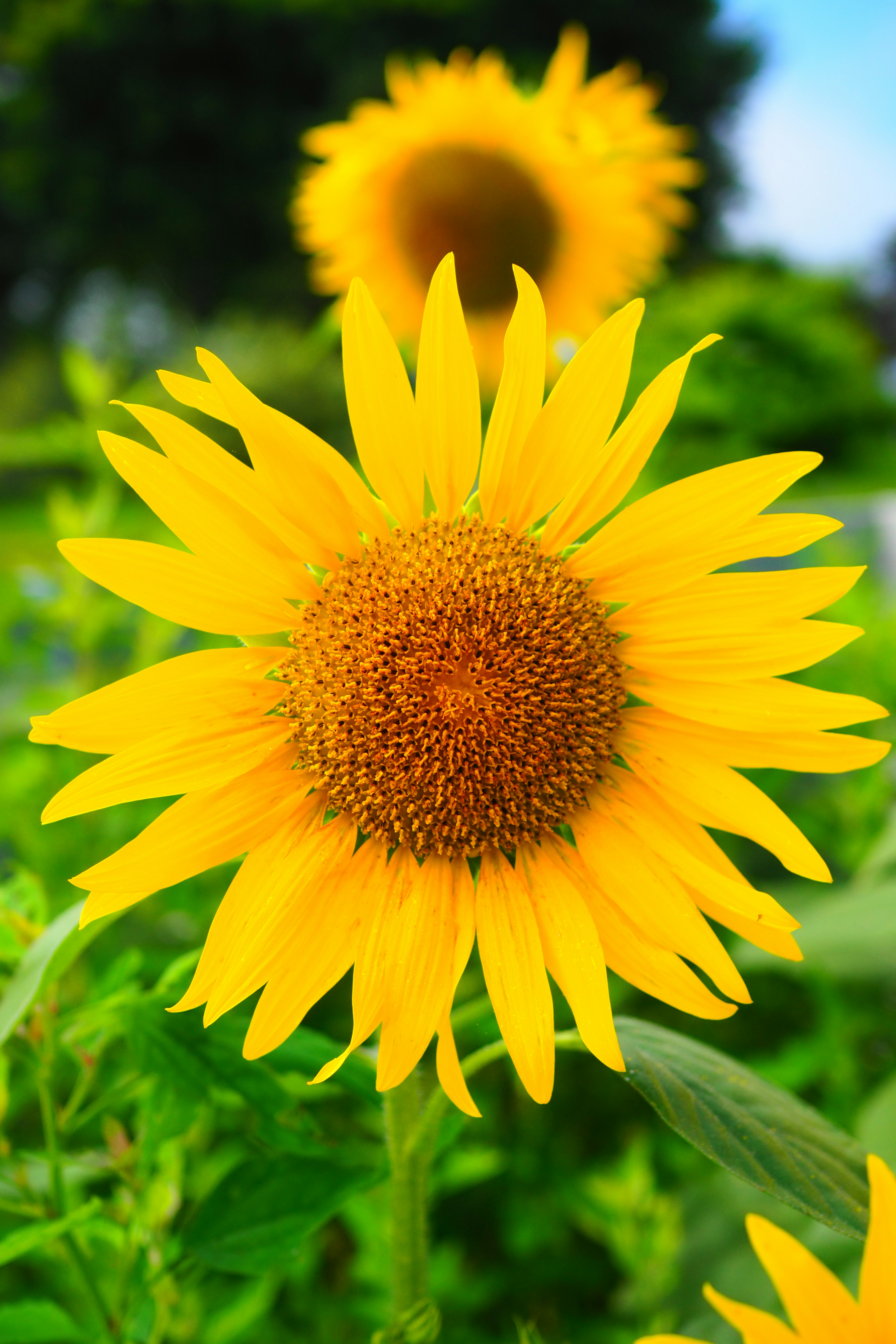 Helle Sonnenblume mit weiteren Sonnenblumen im Hintergrund