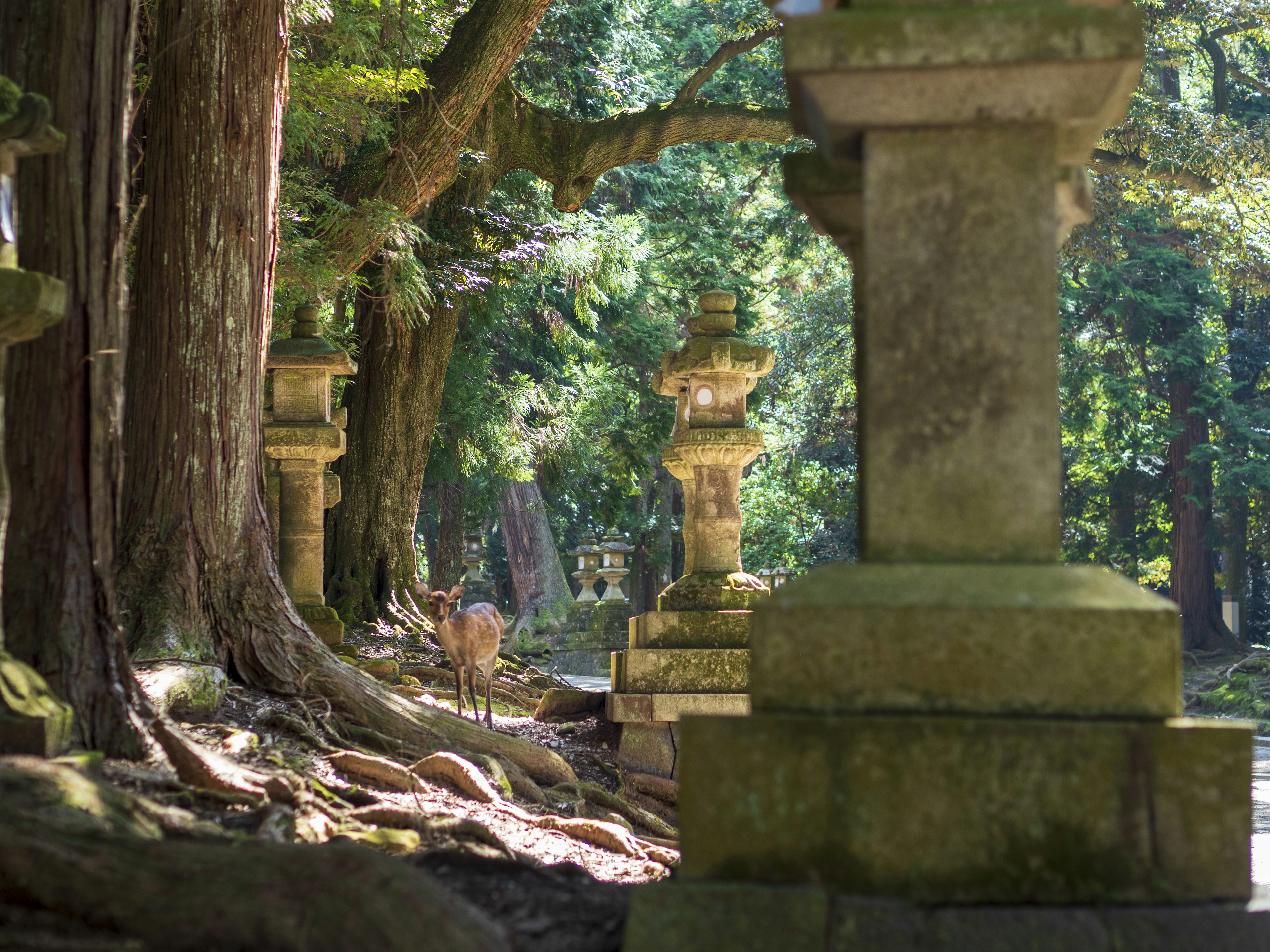 Lanterne in pietra tra alberi antichi in una foresta