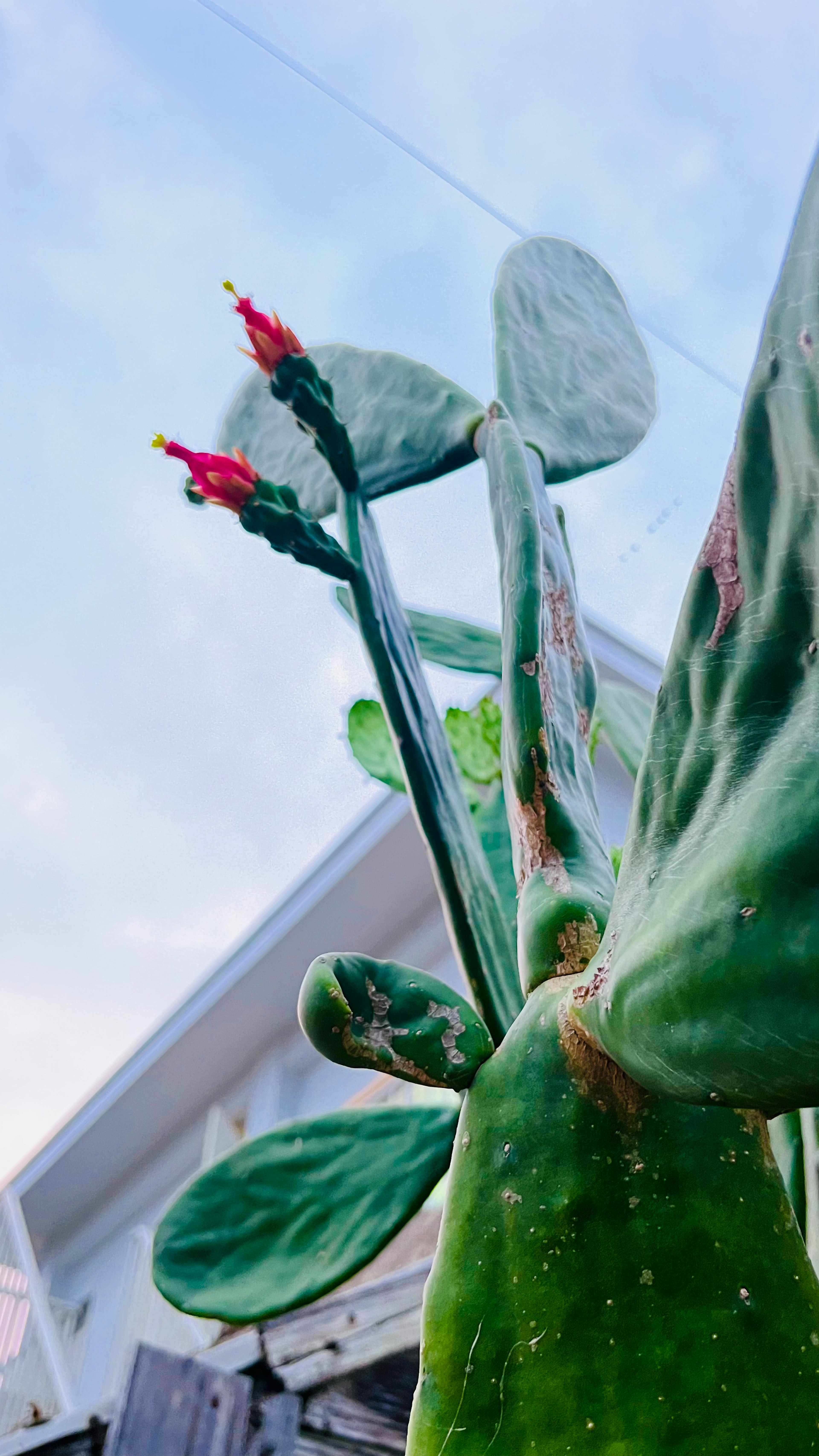 Gros plan d'un cactus avec des fleurs rouges sous un ciel bleu