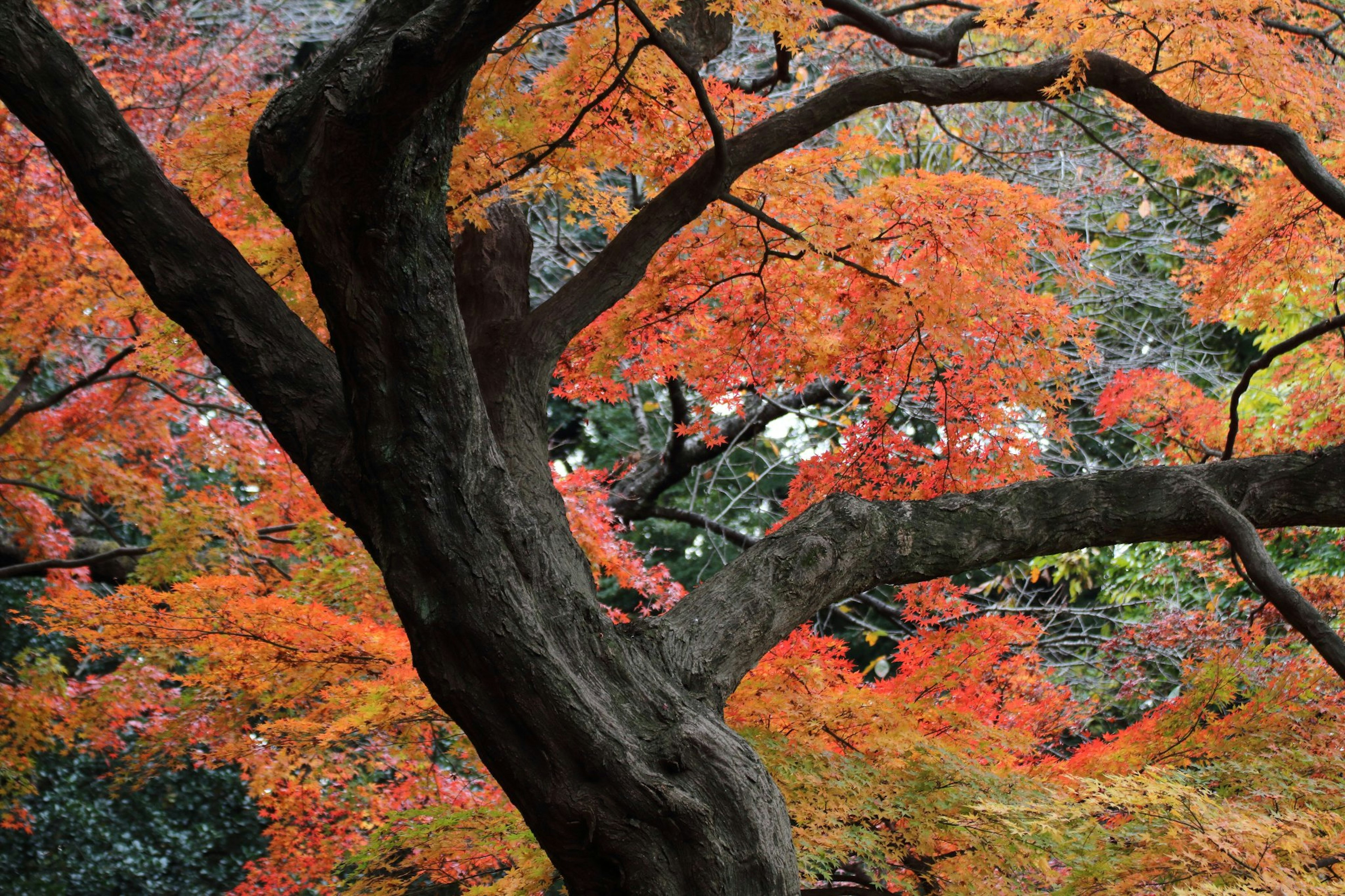 Vibrant autumn foliage with a prominent tree branch