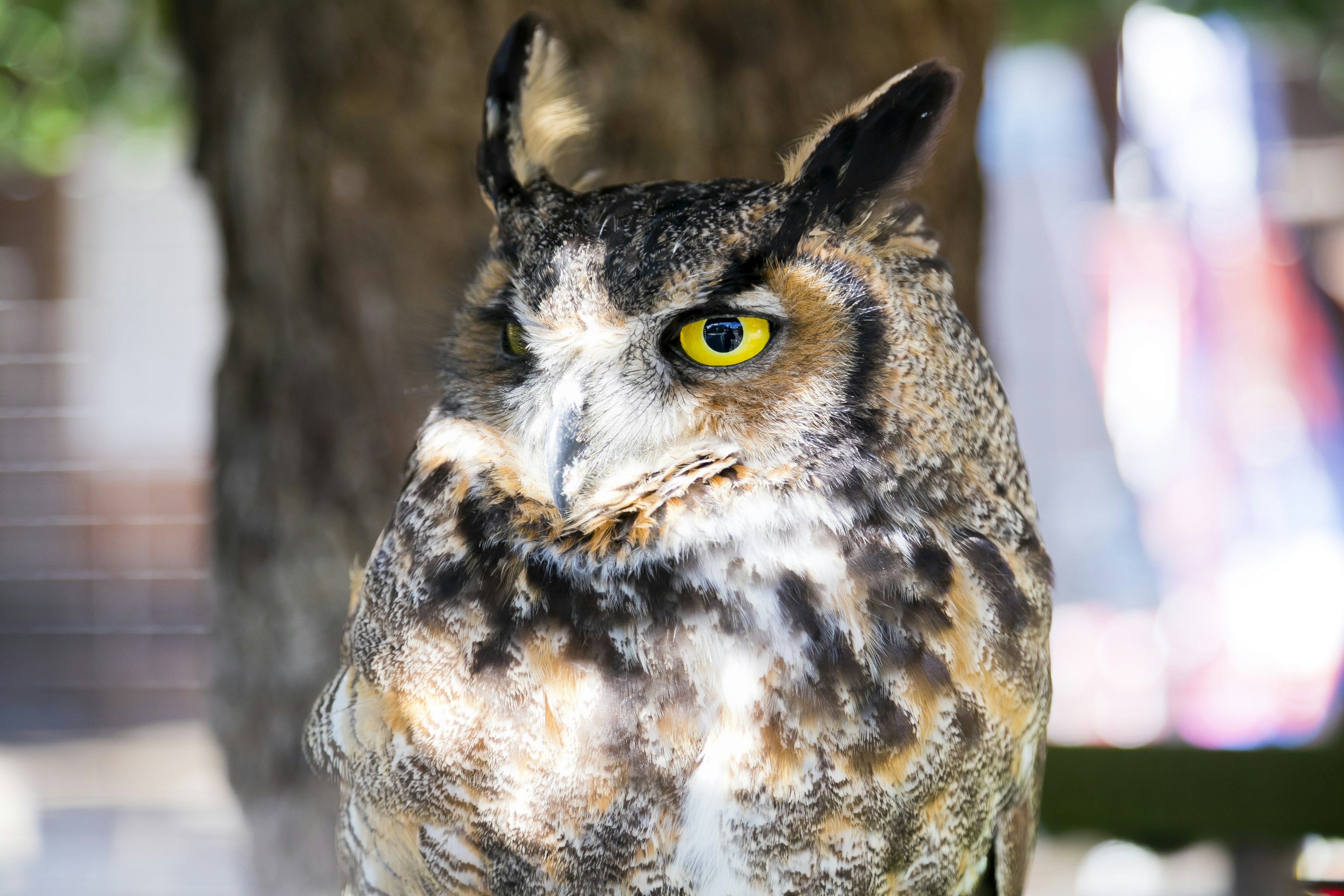 Nahaufnahme eines Uhus mit auffälligen gelben Augen