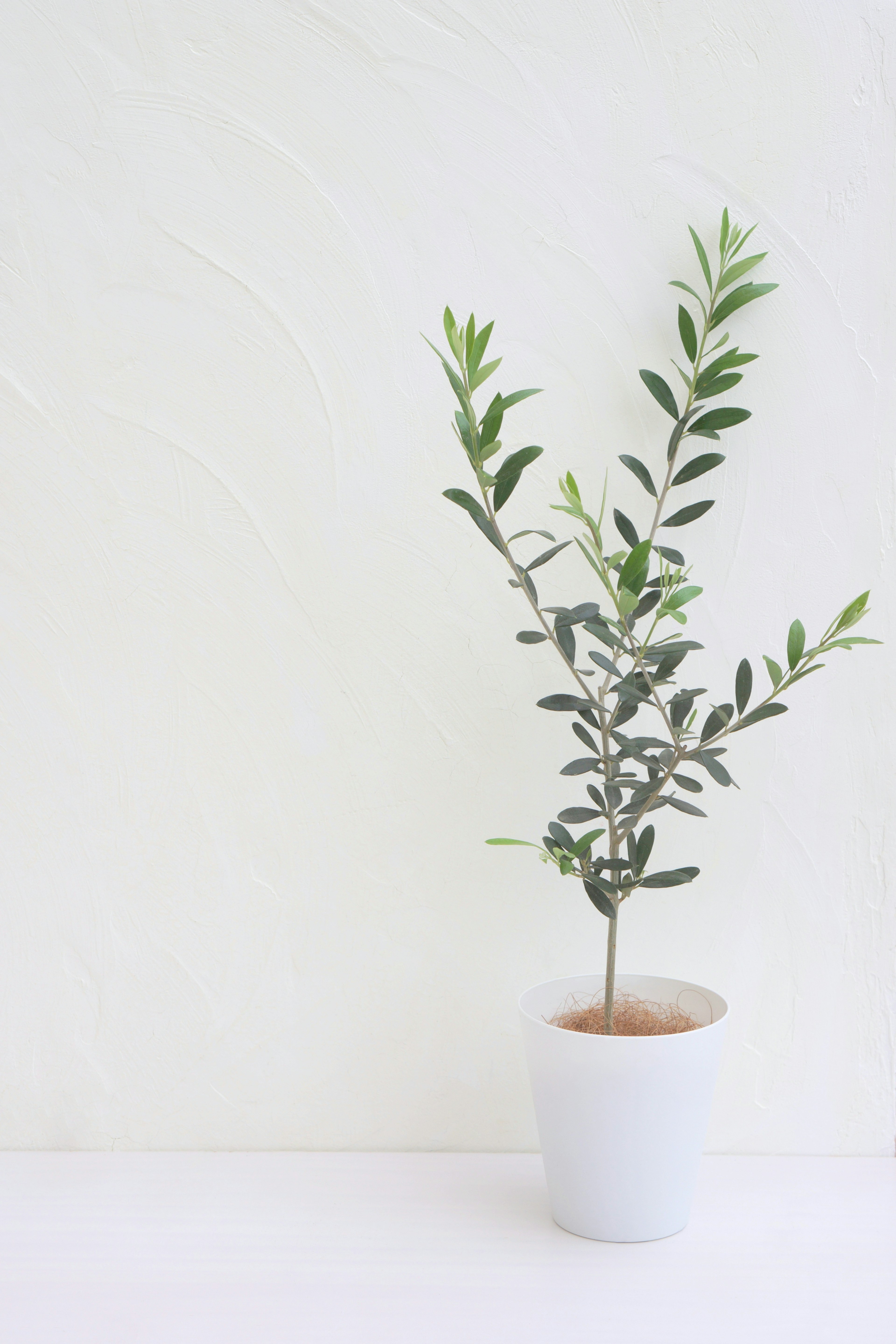 Small potted plant with green leaves against a white background