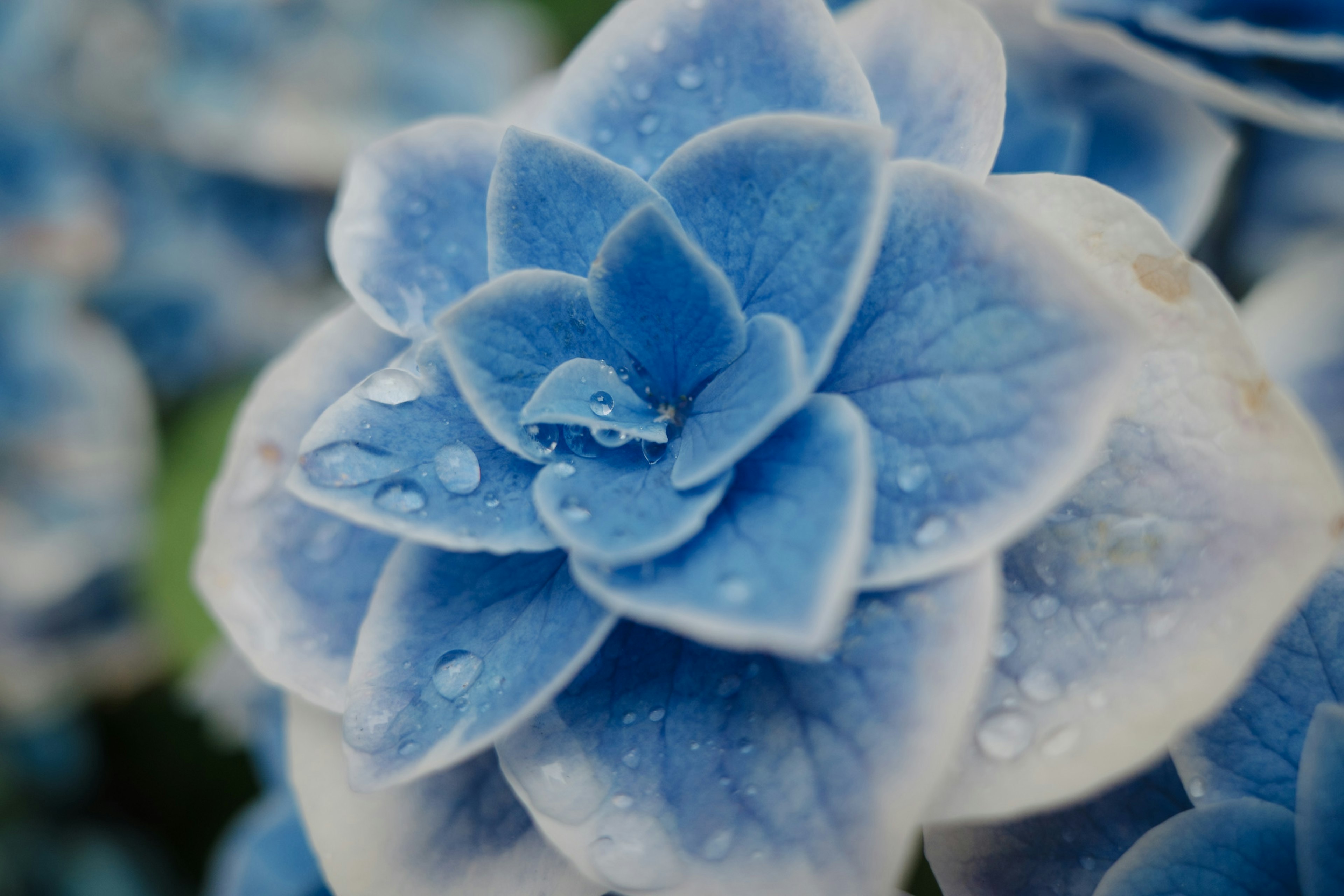 Nahaufnahme einer blauen Sukkulente mit Wassertropfen