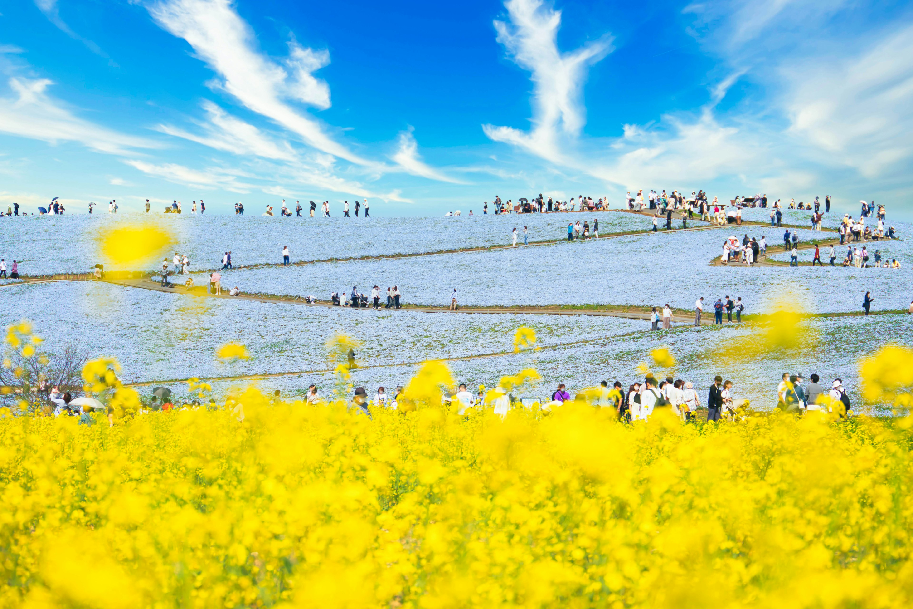 青空の下に広がる黄色い菜の花と観光客がいる風景