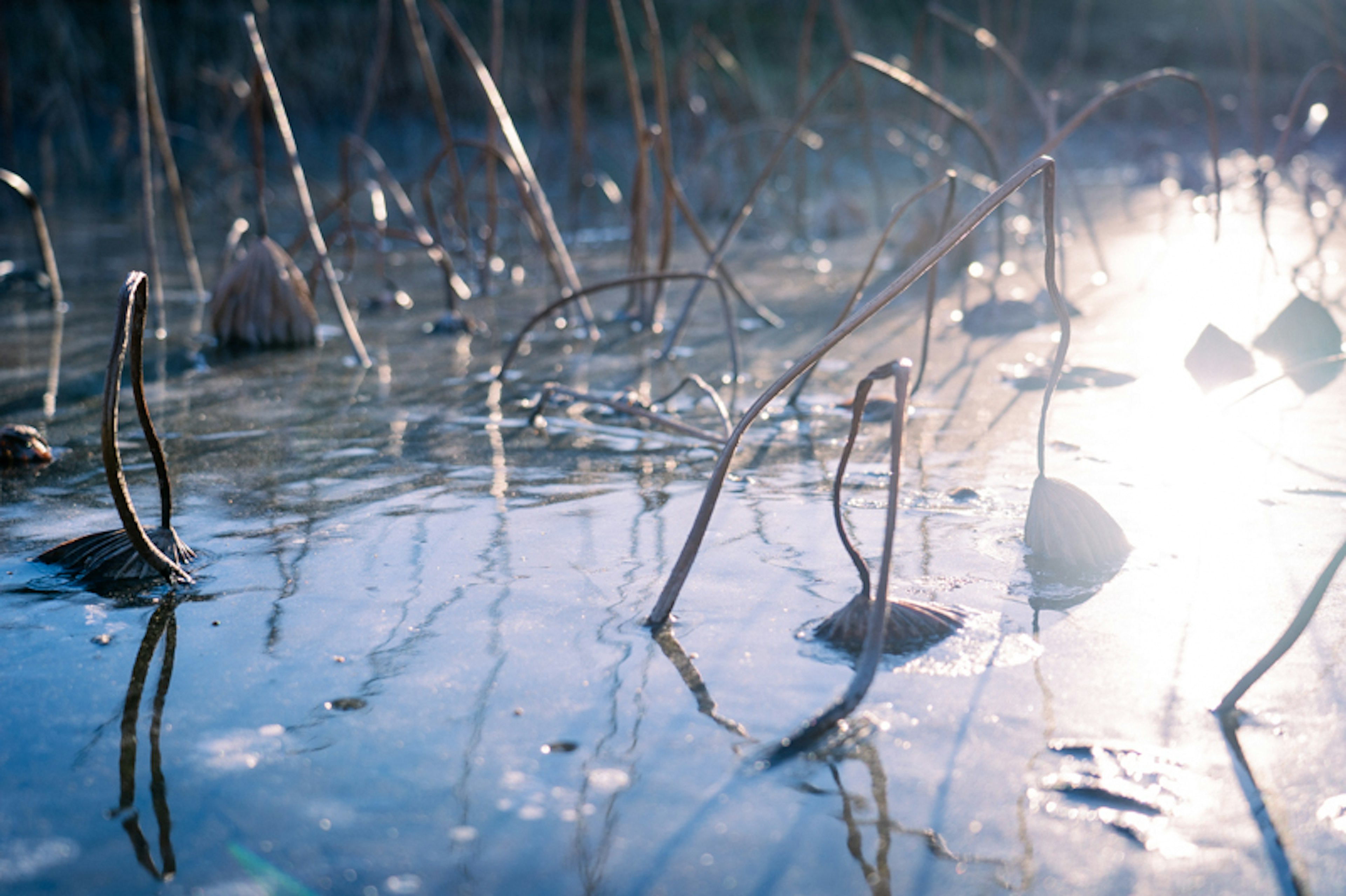 A serene landscape featuring reflections of light on water and dried plant stems