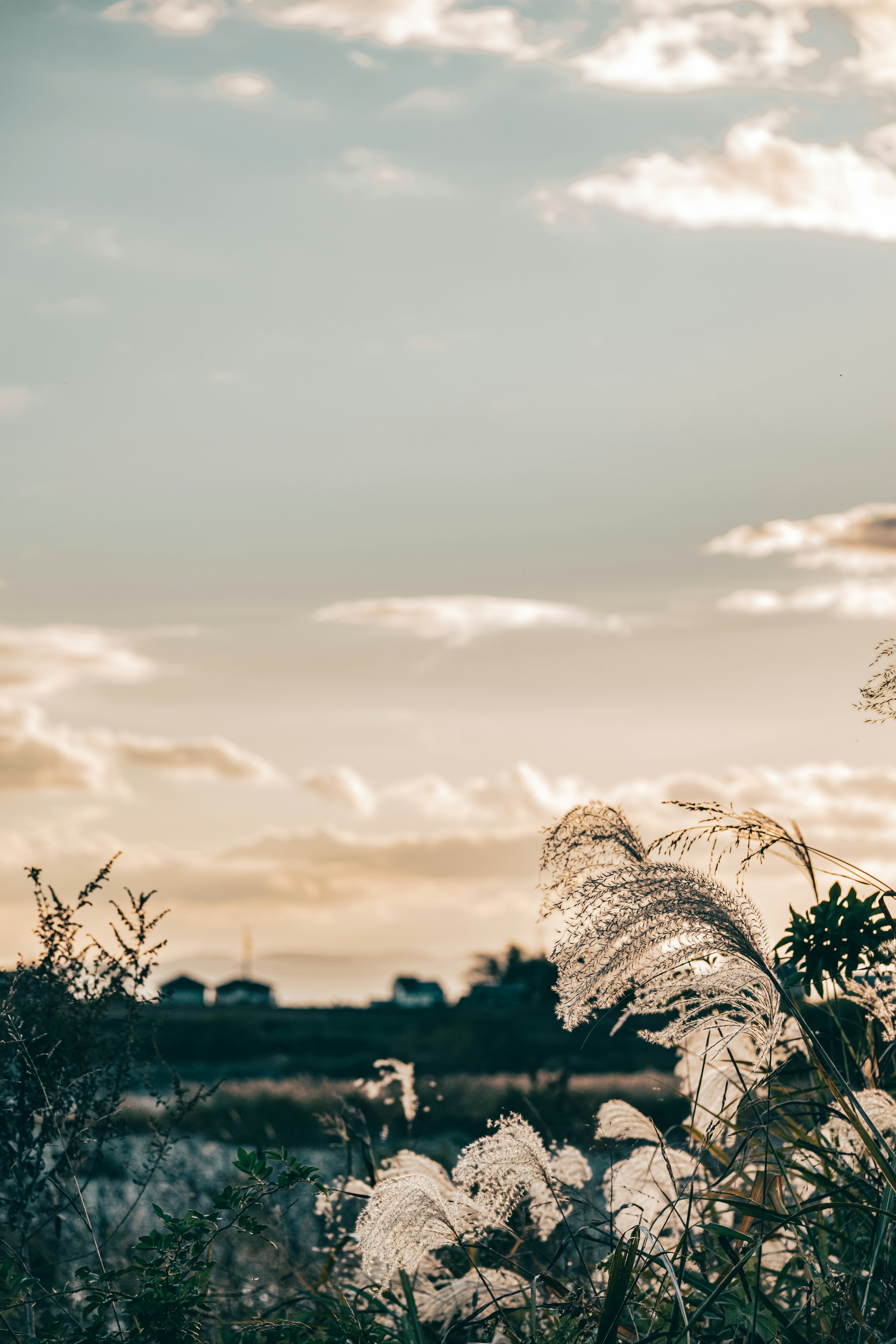 Silhouette of white grass against a sunset sky