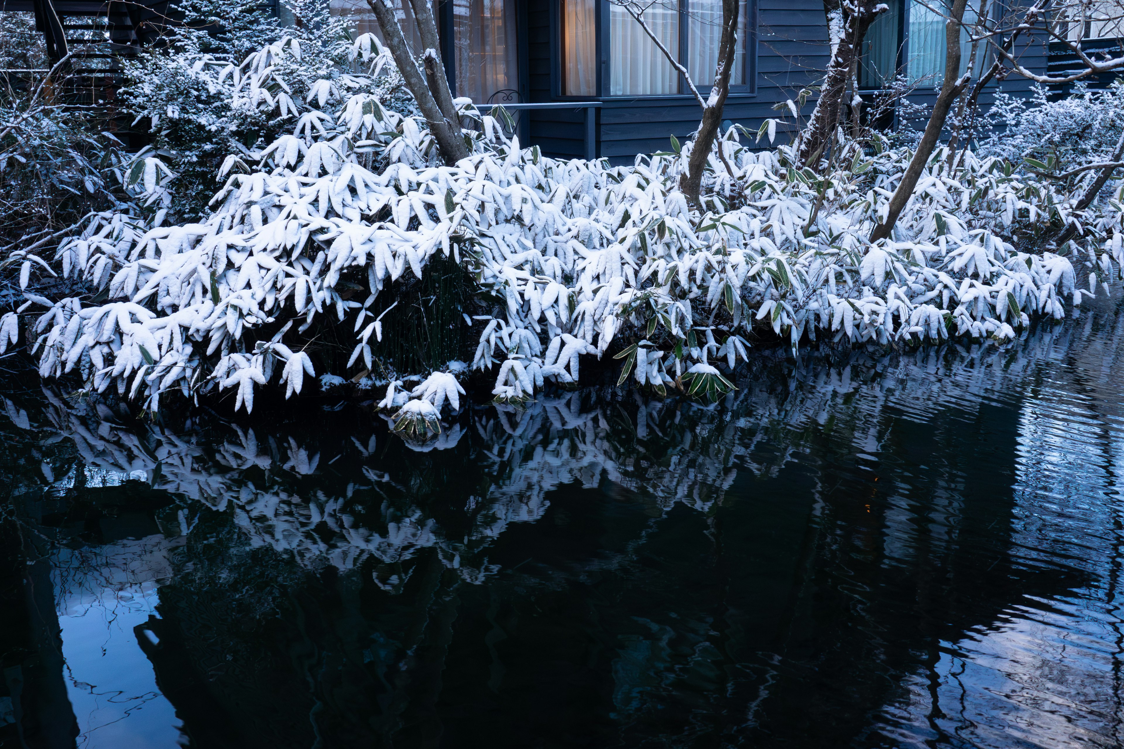 雪に覆われた木々と水面の反射が美しい冬の風景