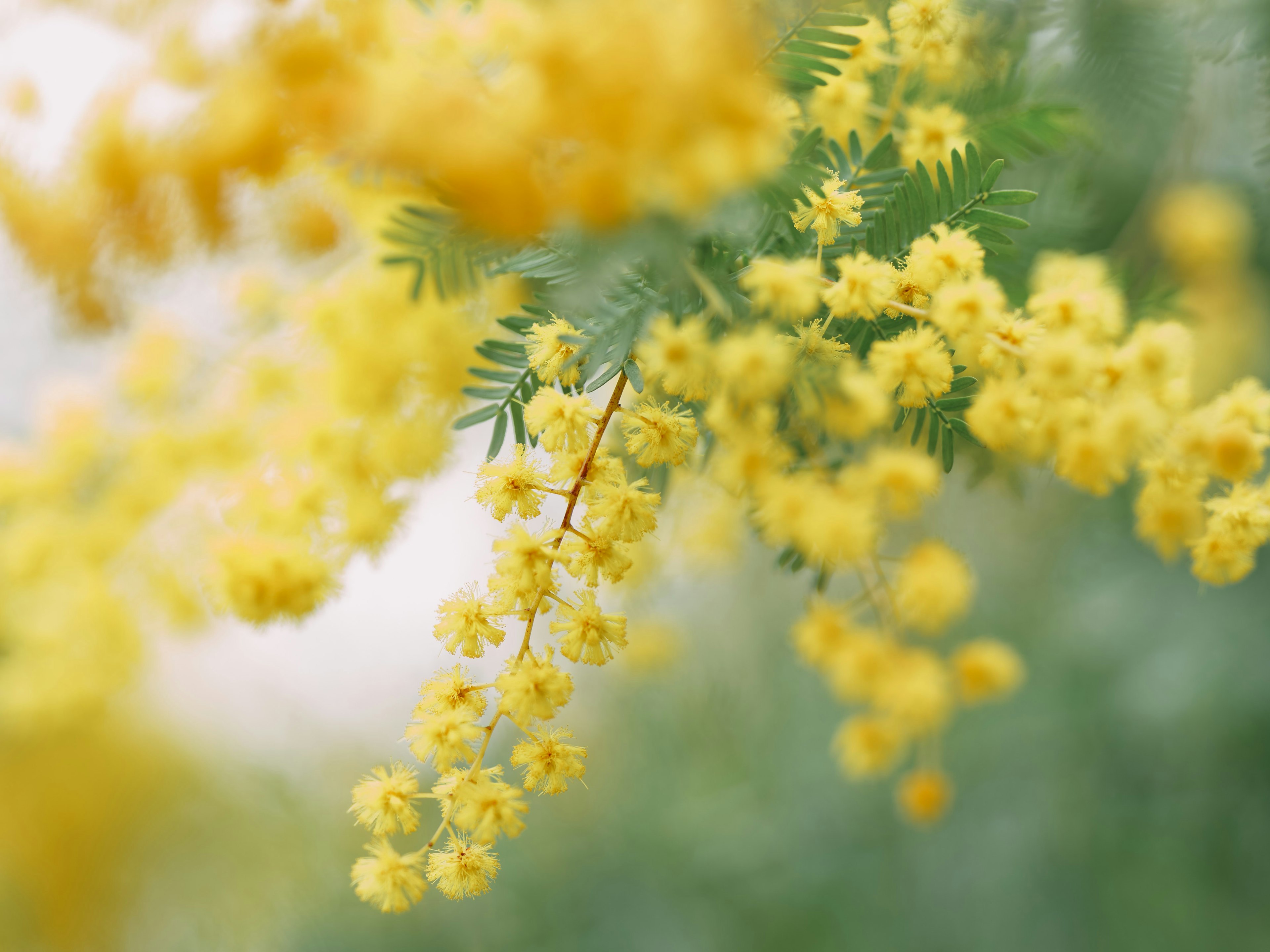 Nahaufnahme von blühenden gelben Mimosenblüten vor einem unscharfen grünen Hintergrund