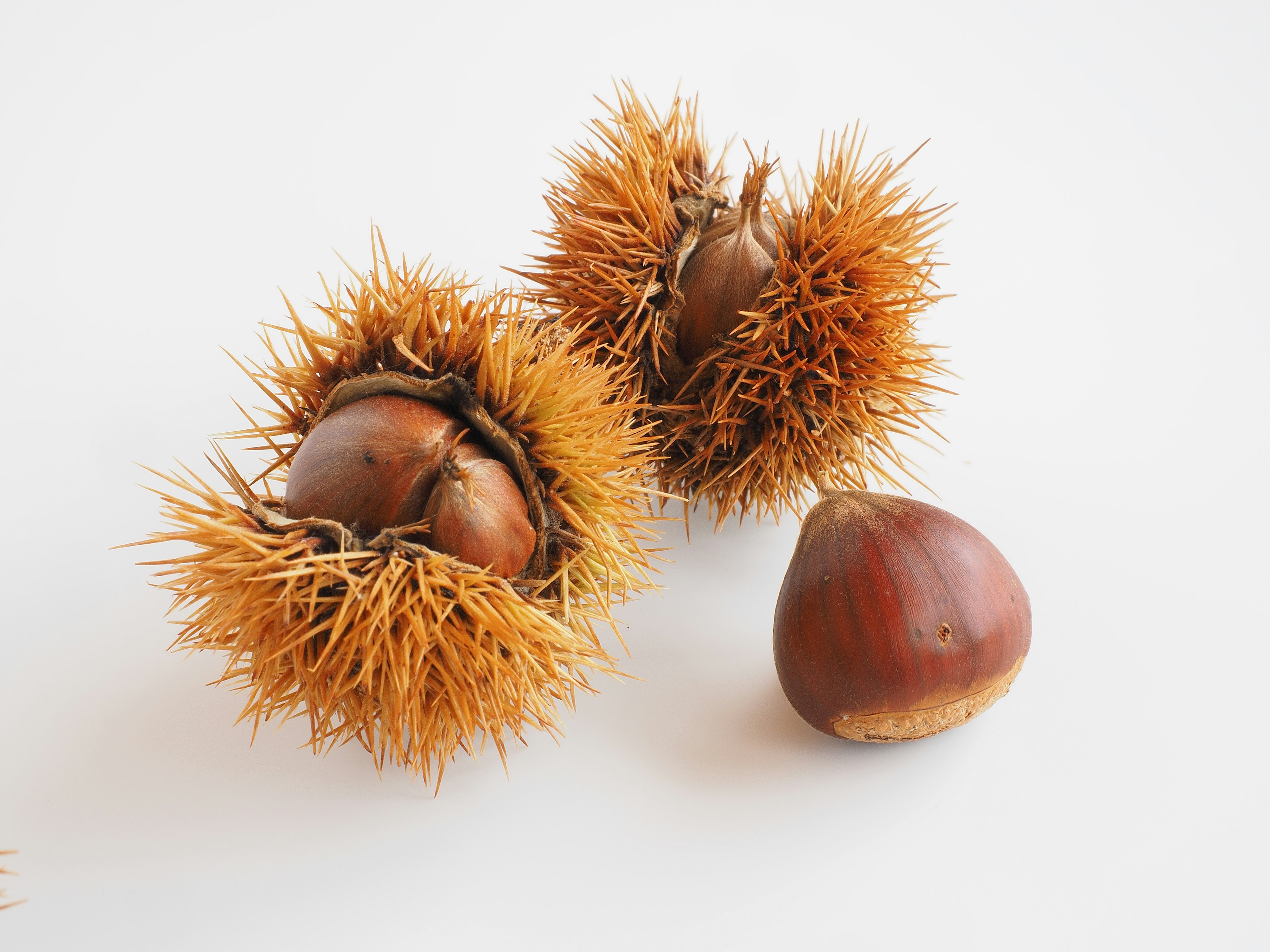 Close-up of chestnuts and their prickly husks on a white background