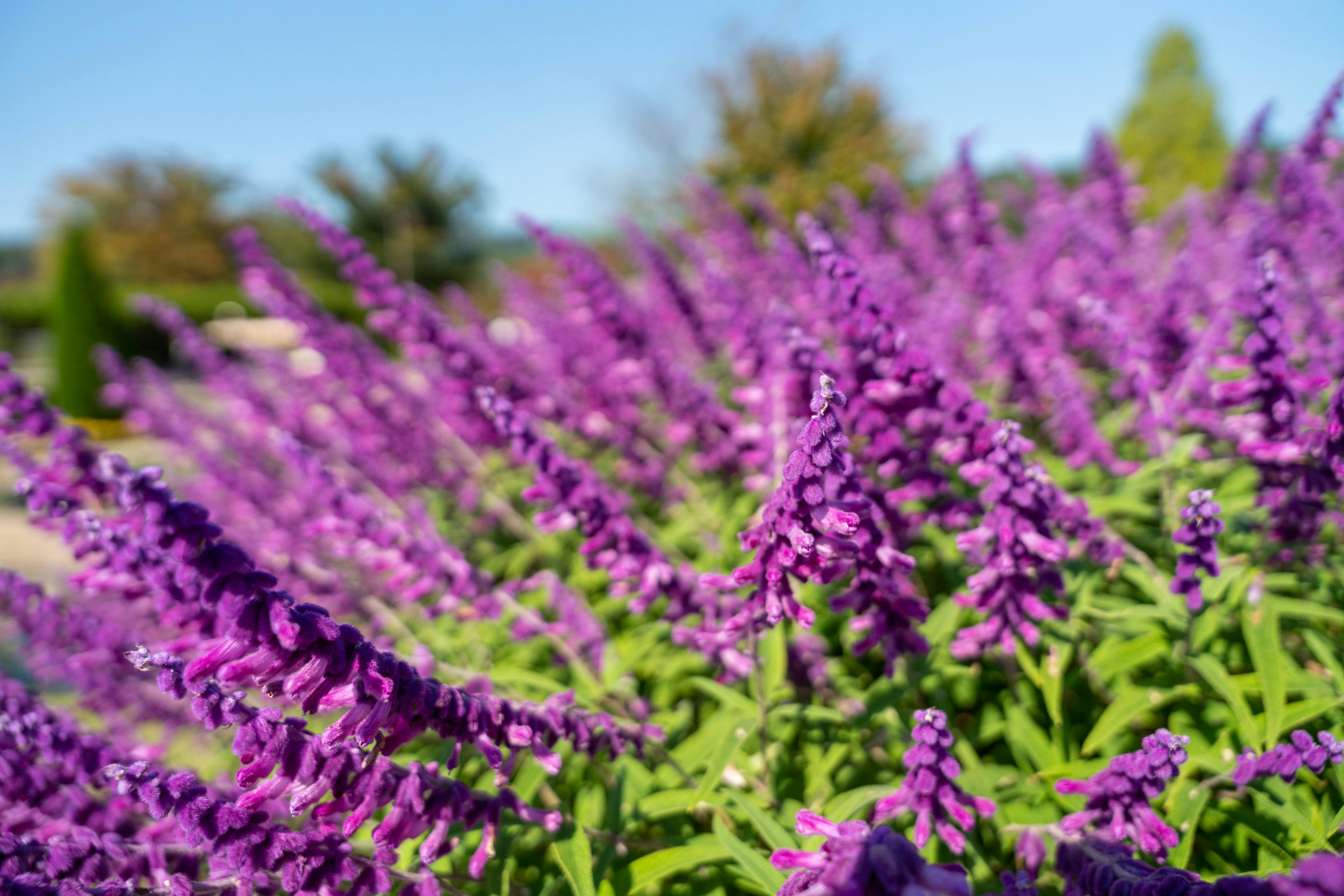 Primer plano de plantas con flores moradas con cielo azul brillante y fondo verde