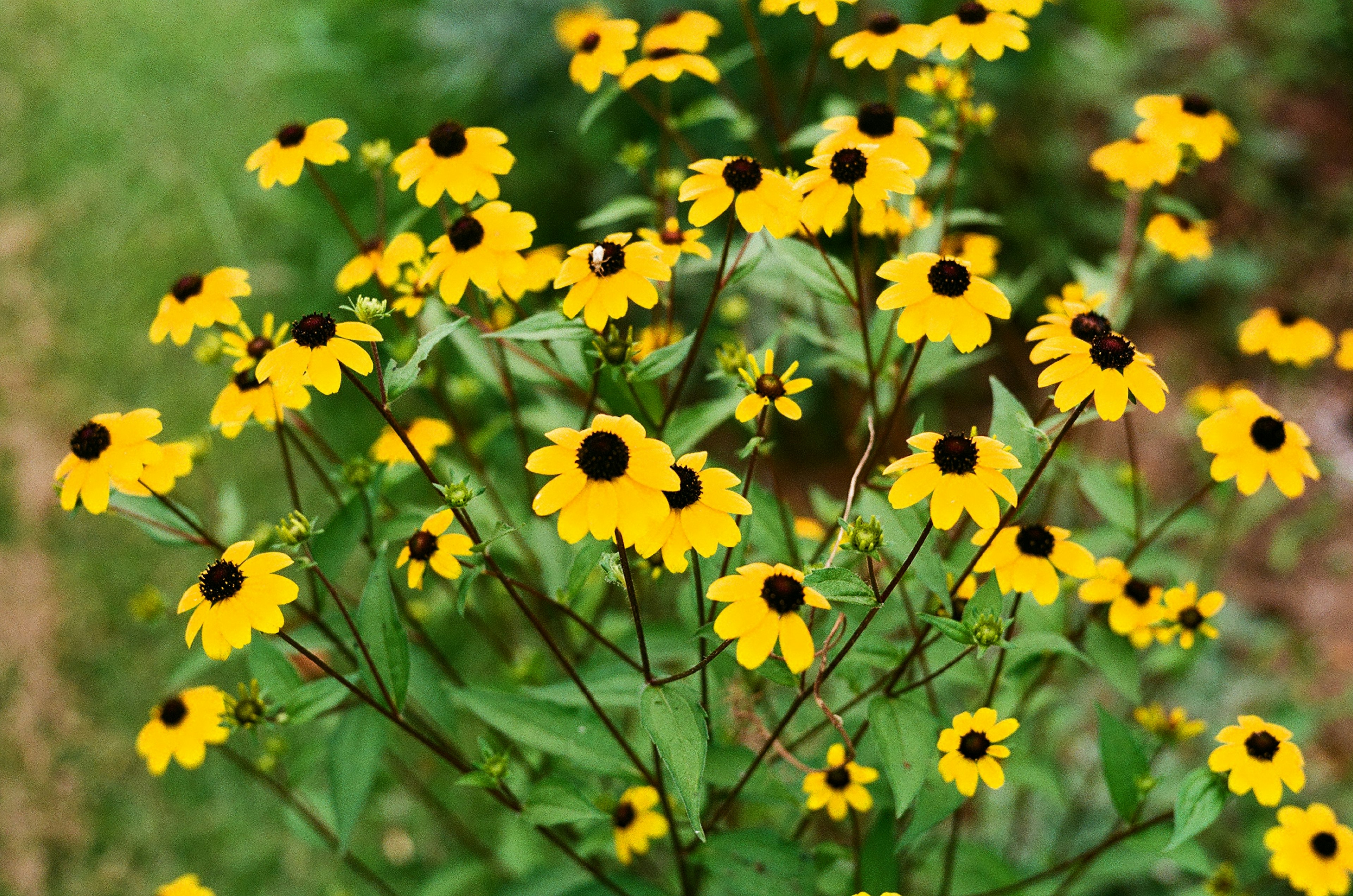 Groupe de fleurs jaunes avec des centres noirs