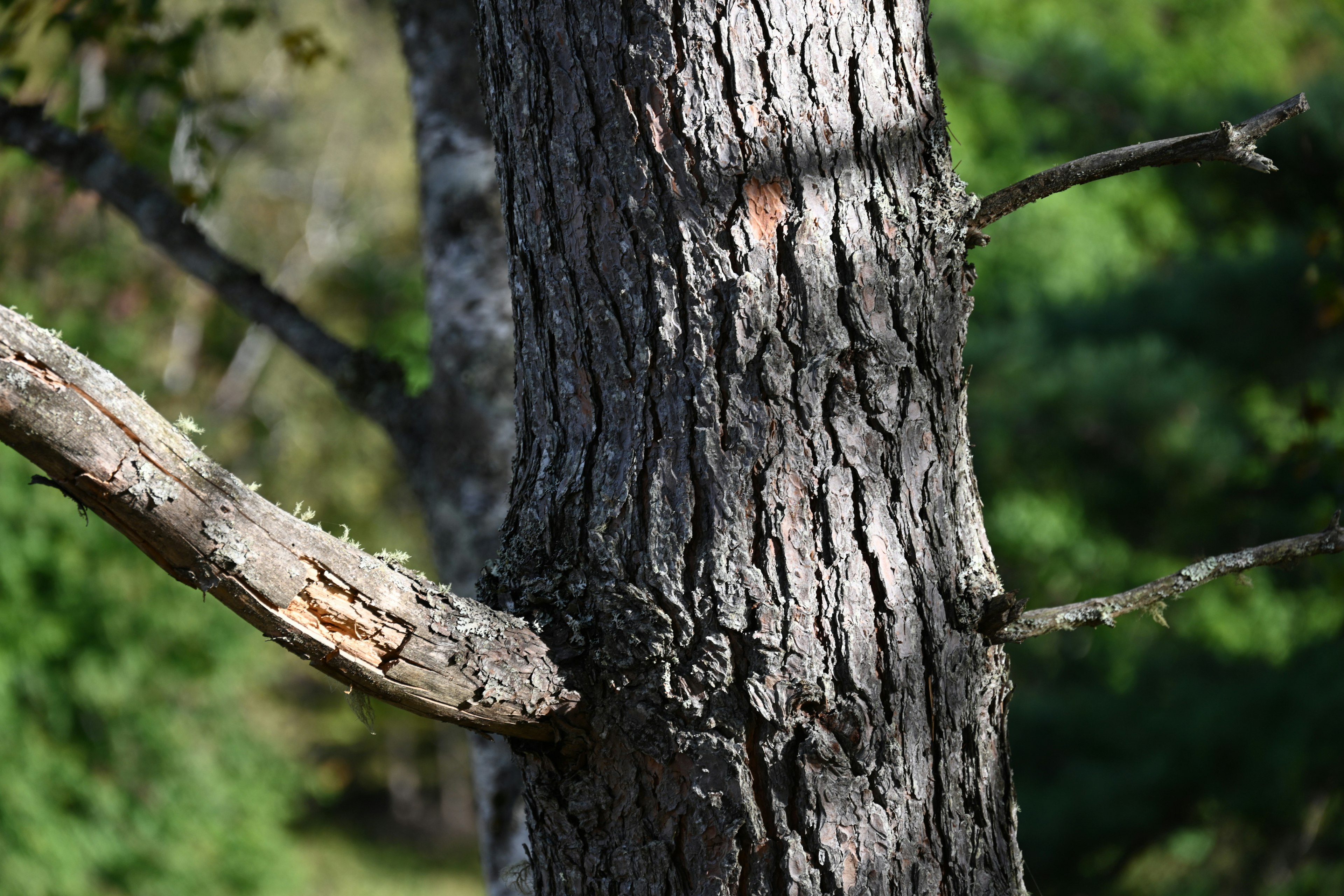 Texture détaillée d'un tronc d'arbre avec des branches sur un fond vert