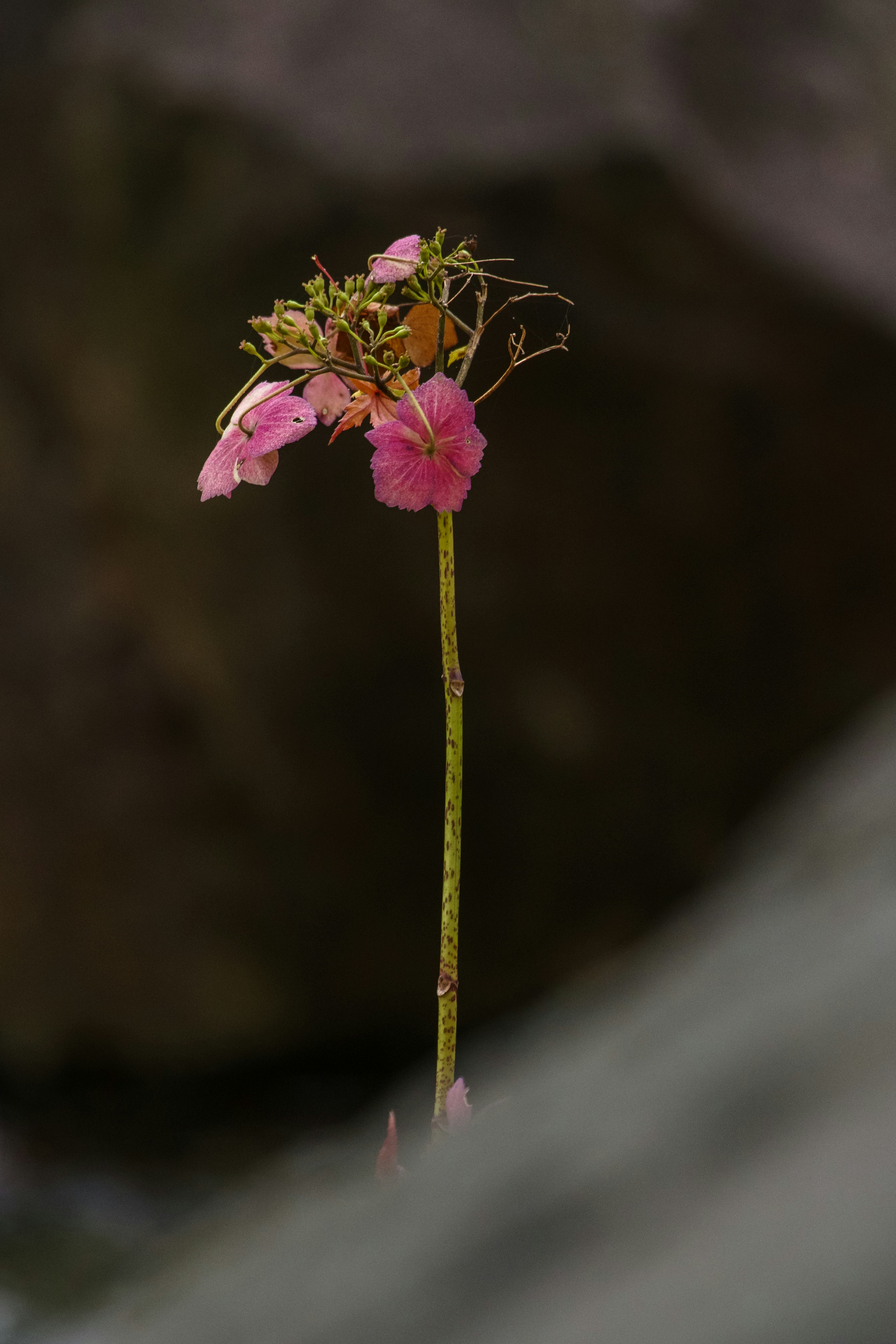 Ein schlanker Stängel mit rosa Blumen, sichtbar zwischen Steinen