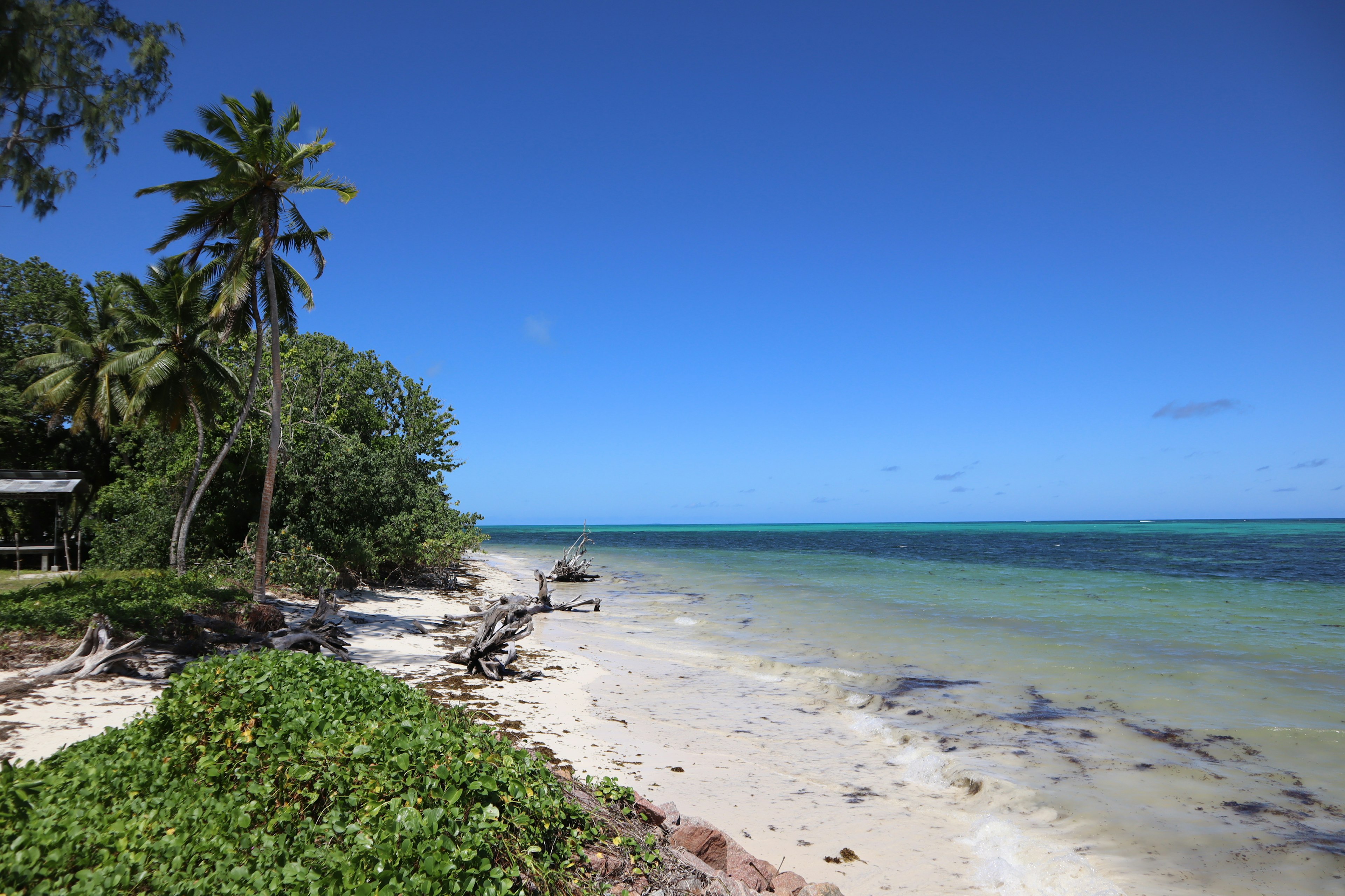 Une scène de plage avec ciel bleu et mer comprenant des palmiers et du sable