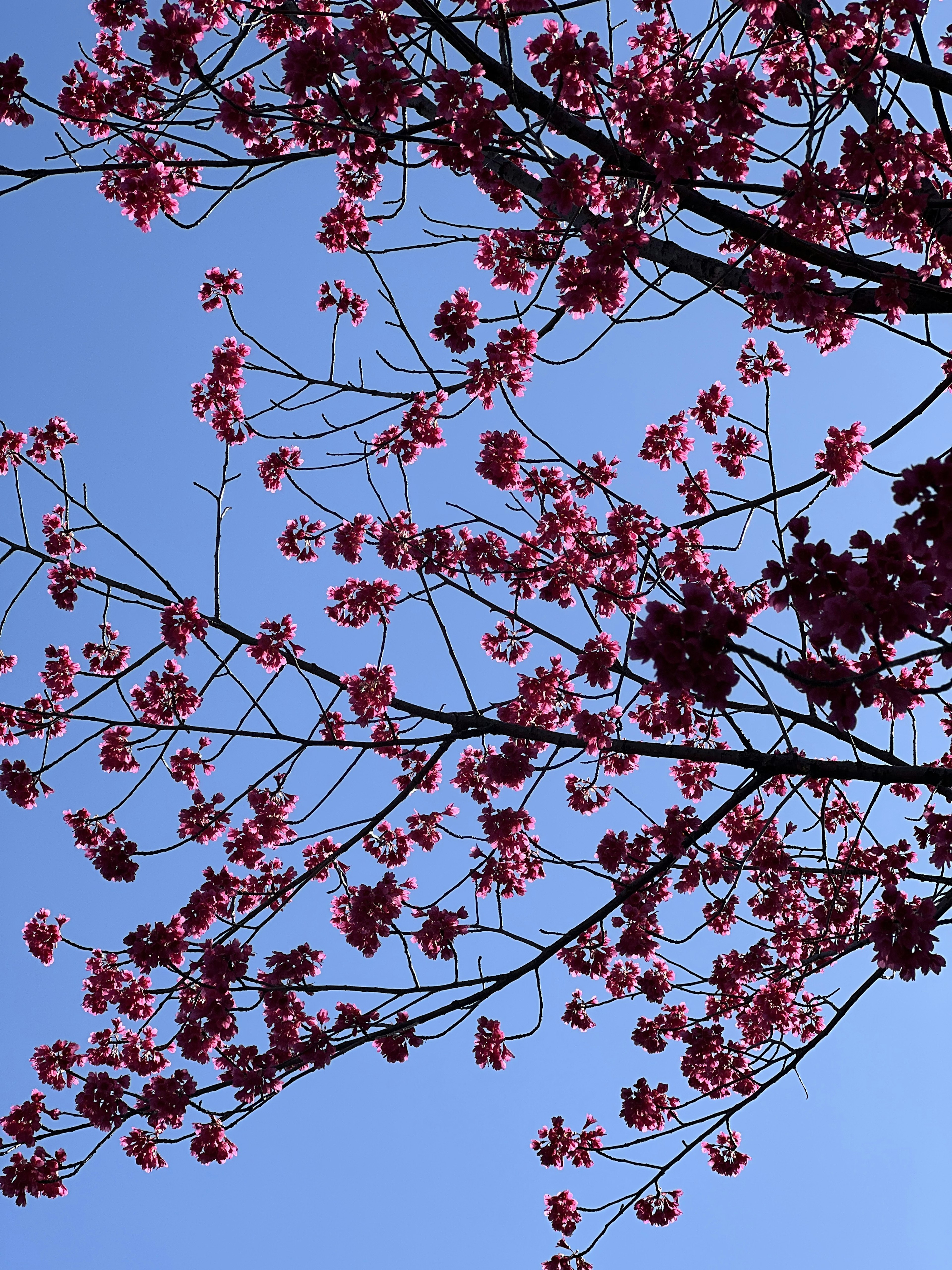 Branches of cherry blossoms against a blue sky