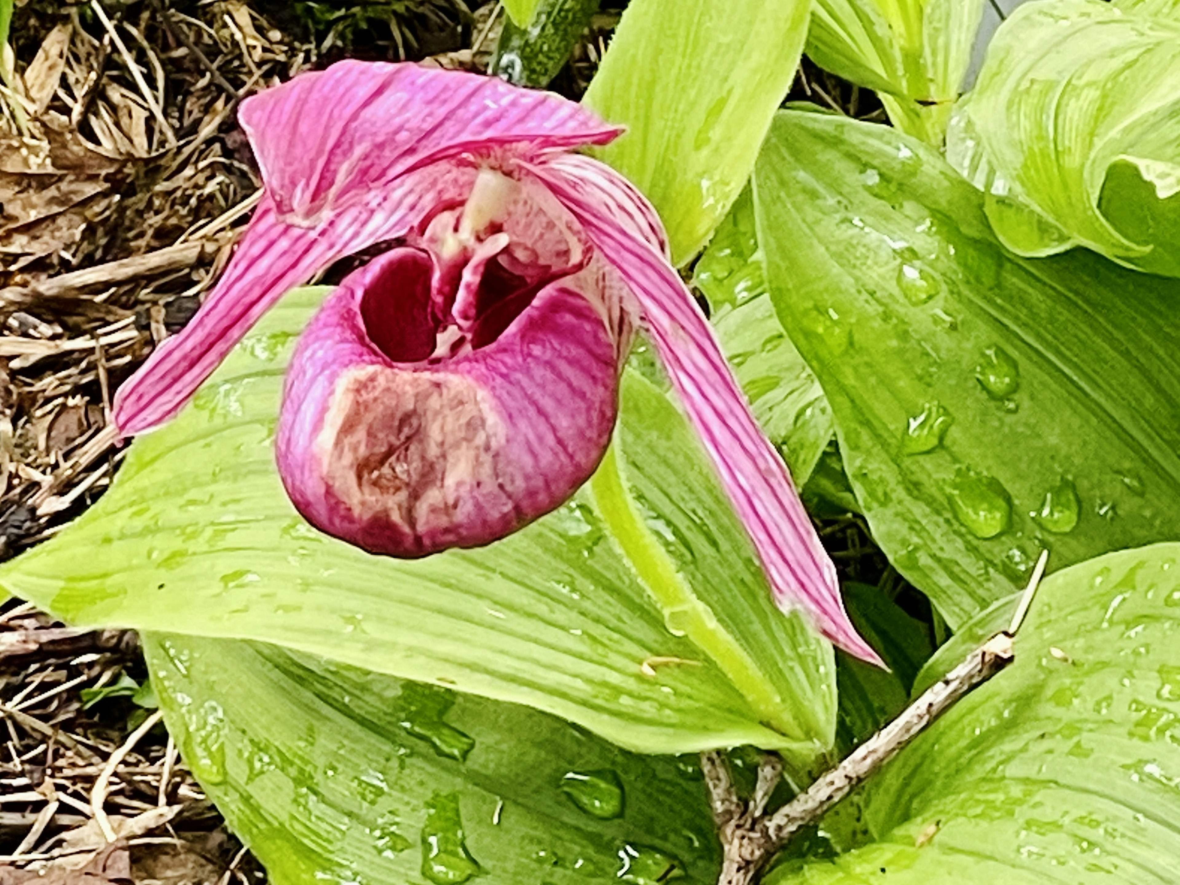 緑の葉の上に咲くピンクのランの花、しずくがついている