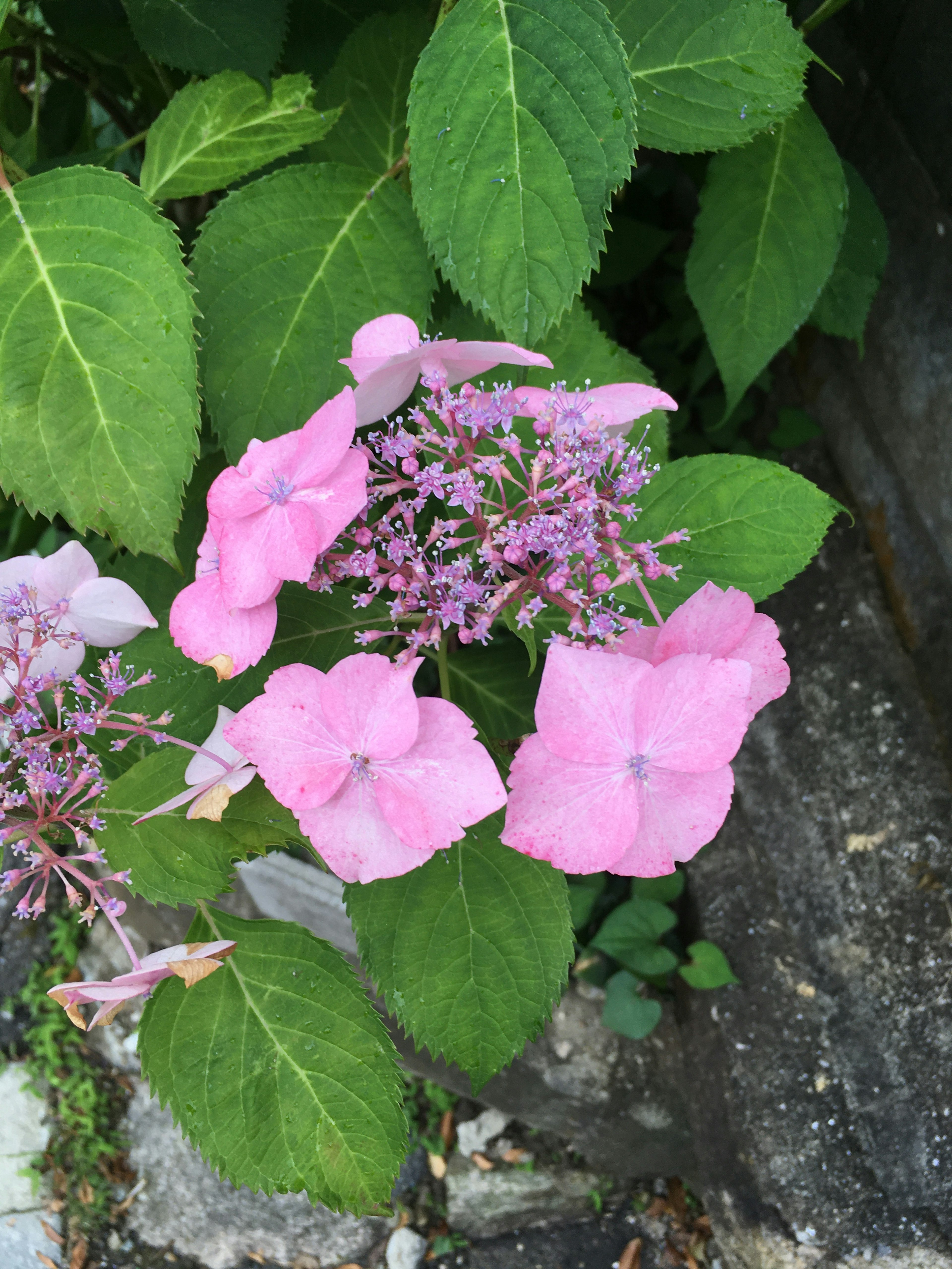 Delicate pink flowers with green leaves on a plant